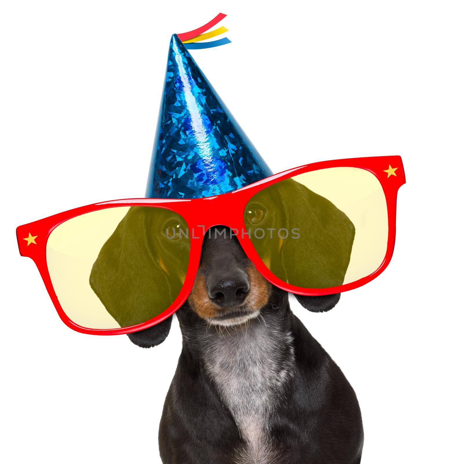dachshund or sausage  dog ,wearing  red sunglasses and party hat  , isolated on white background