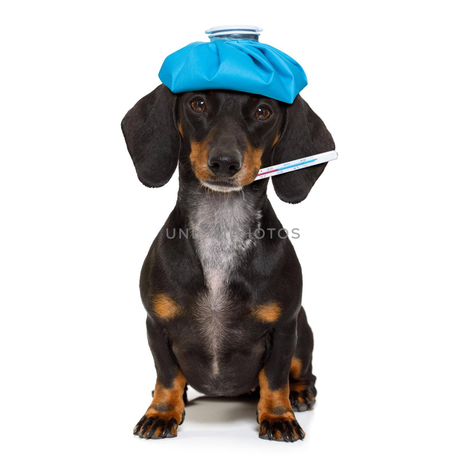 sick and ill dachshund sausage dog  isolated on white background with ice pack or bag on the head, with thermometer