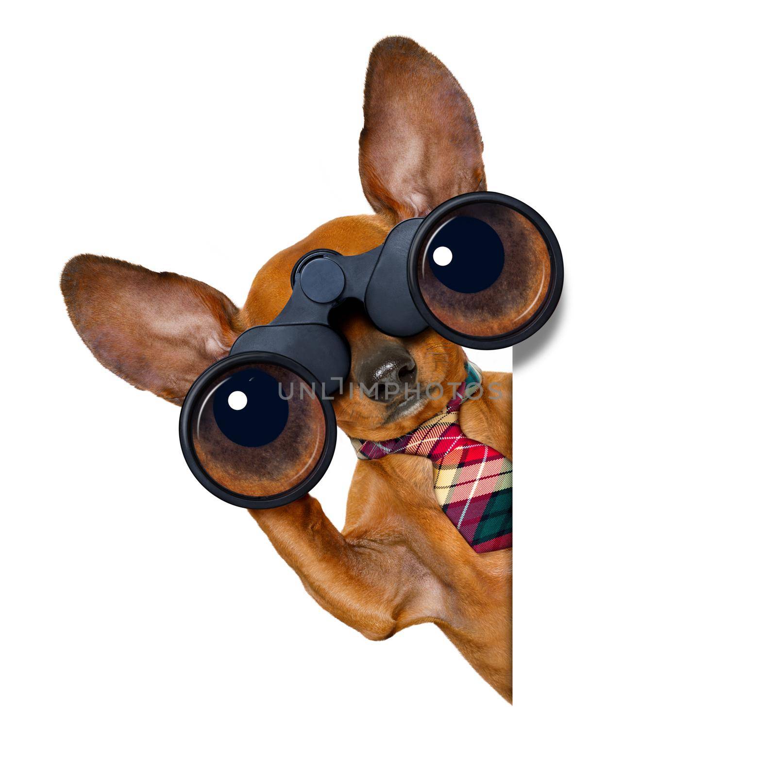 dachshund or sausage dog   binoculars searching, looking and observing with care, isolated on white background