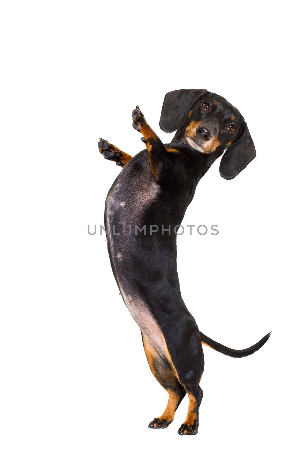 dachshund sausage dog  isolated on white background with high five gesture up right and standing ,looking at you