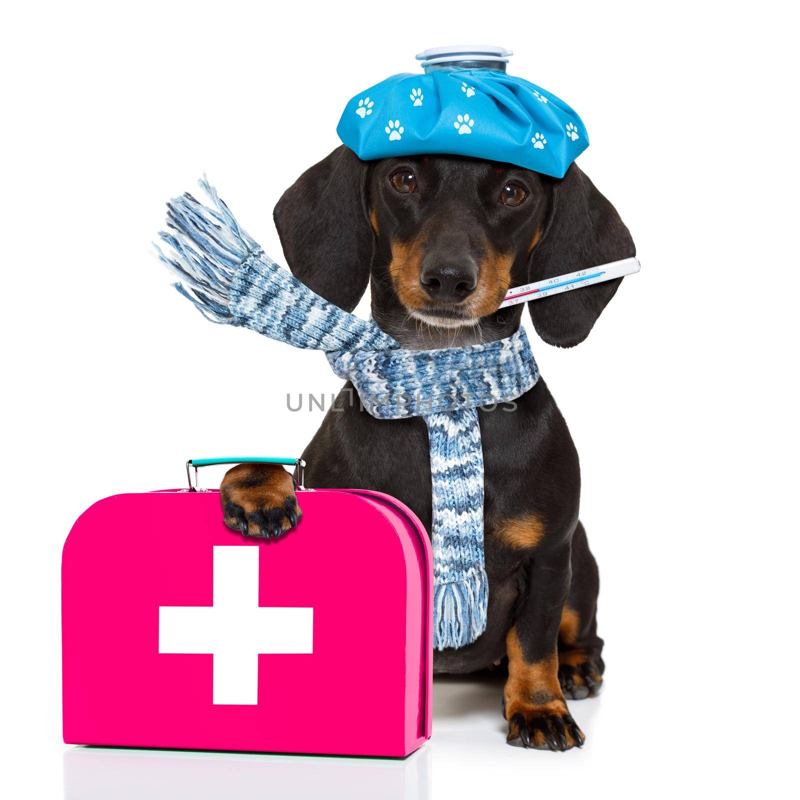 sick and ill dachshund sausage dog  isolated on white background with ice pack or bag on the head, with thermometer and first aid kit
