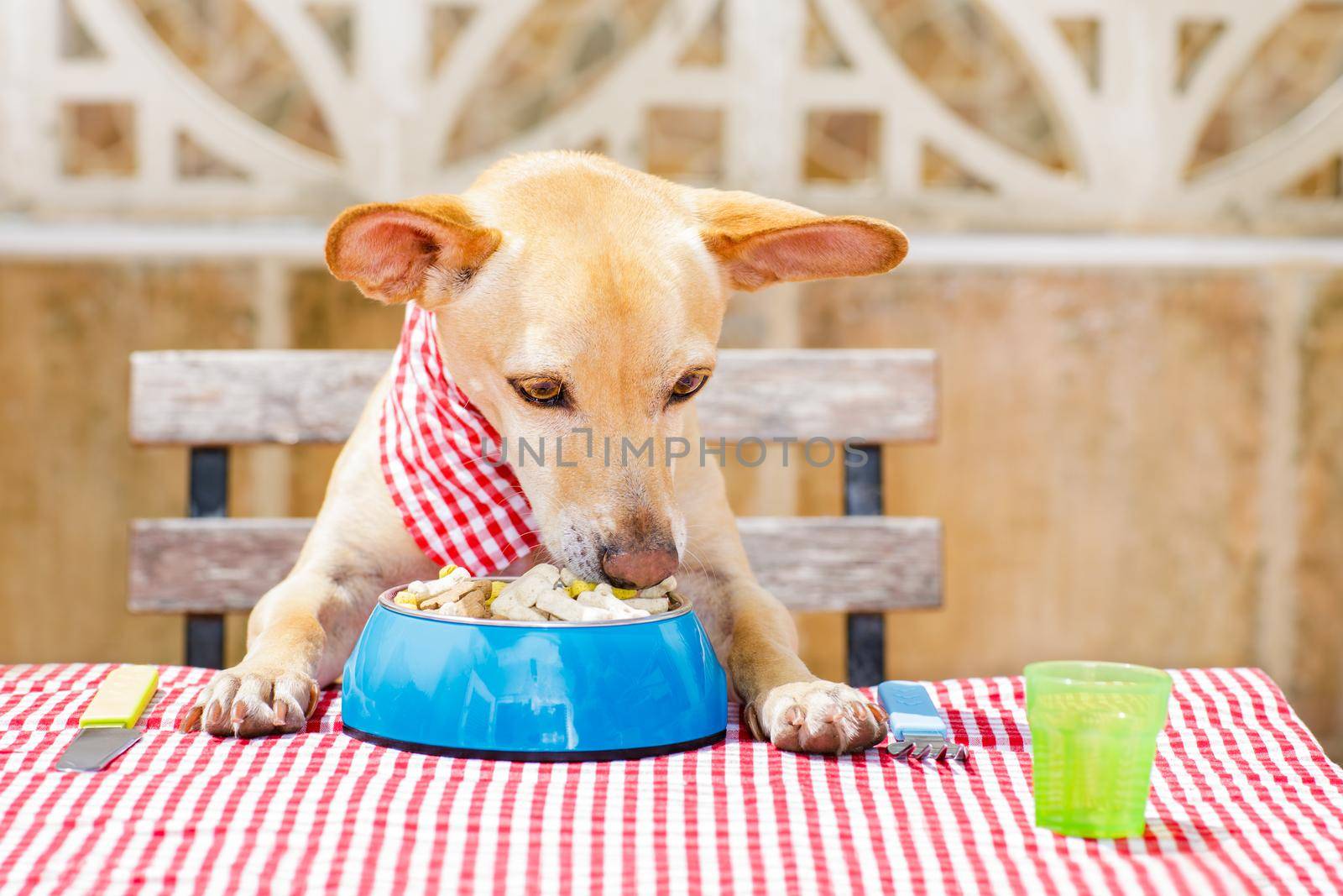 dog eating a the table with food bowl  by Brosch