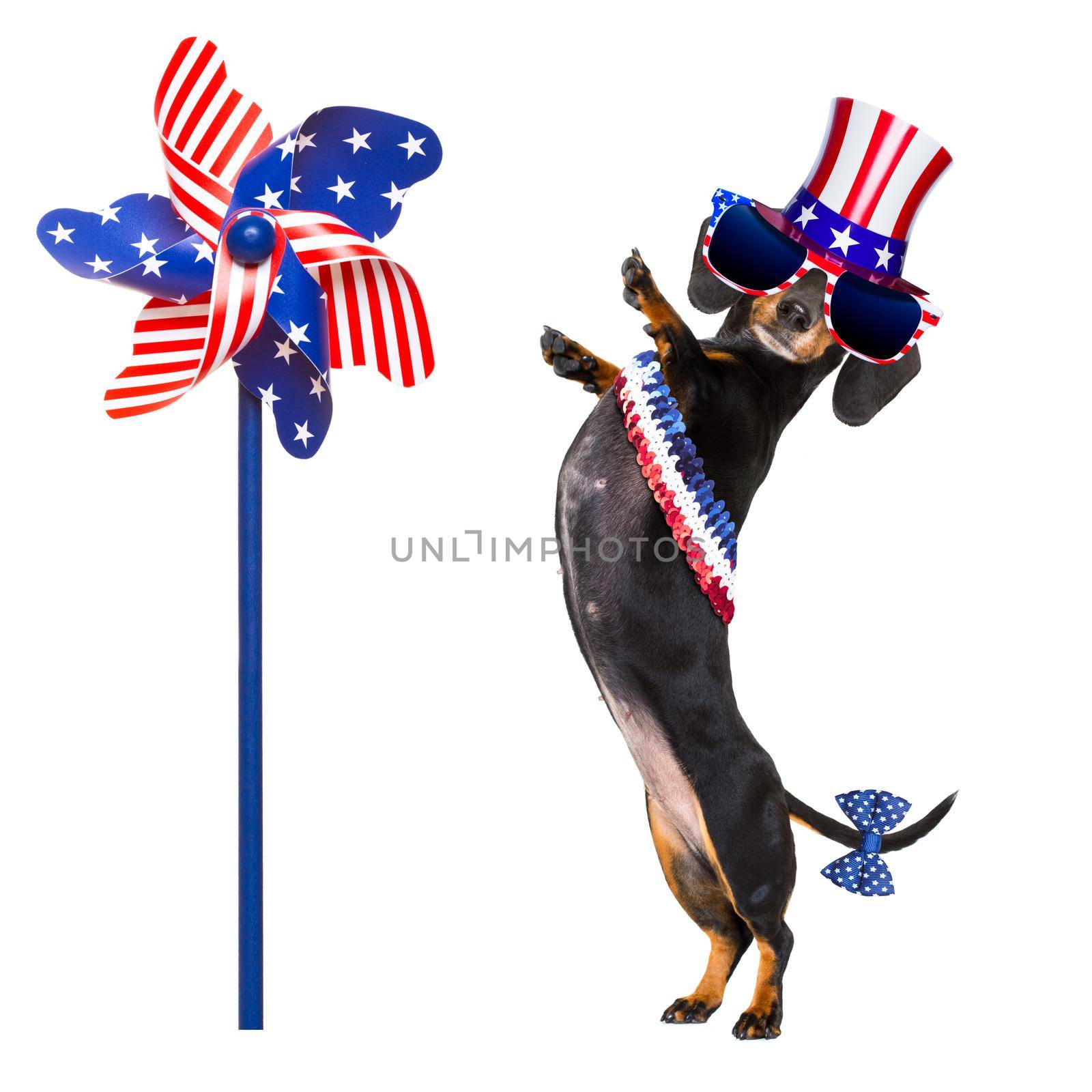 dachshund susage dog waving a flag of usa and victory or peace fingers on independence day 4th of july, isolated on white background