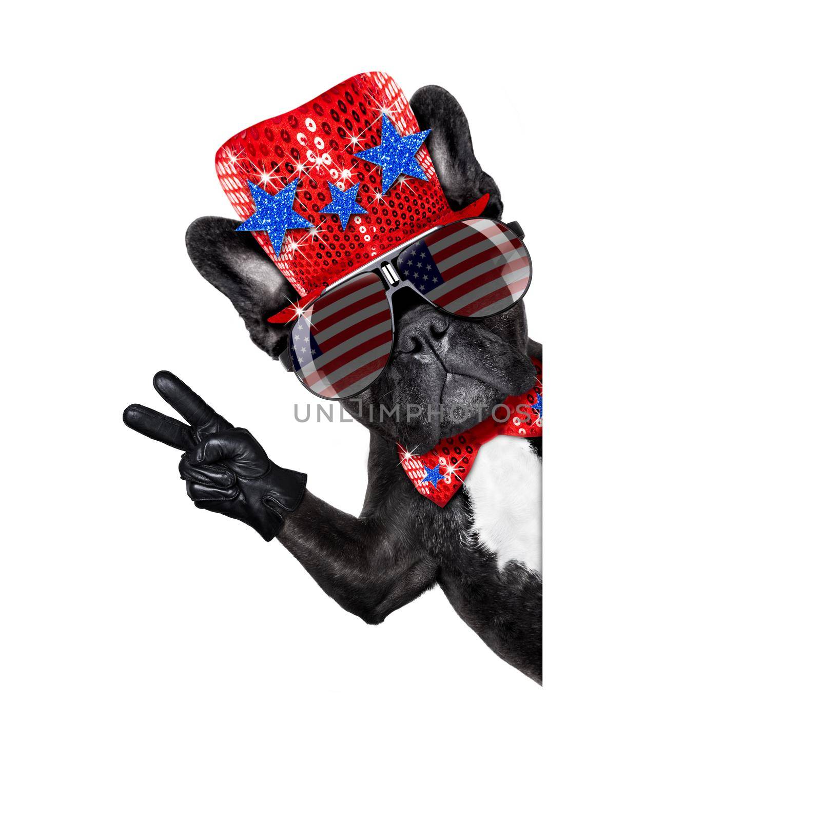 french bulldog dog celebrating  independence day 4th of july with  victory and peace fingers,  isolated on white background