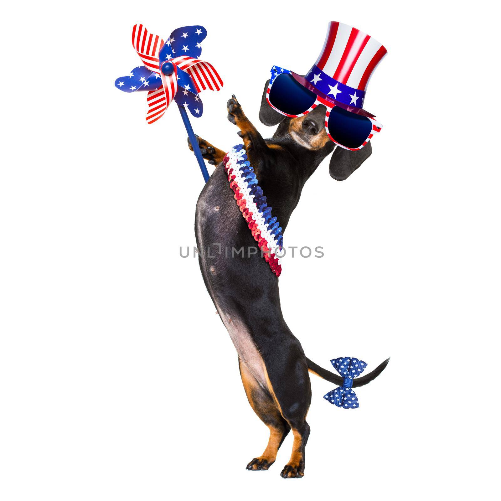 dachshund sausage dog waving a flag of usa and victory or peace fingers on independence day 4th of july, isolated on white background
