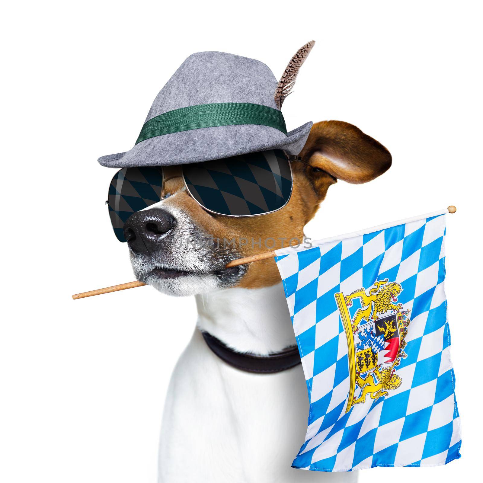 jack russell dog celebrating  beer festival in munich , bavaria germany holding flag in mouth , isolated on white background