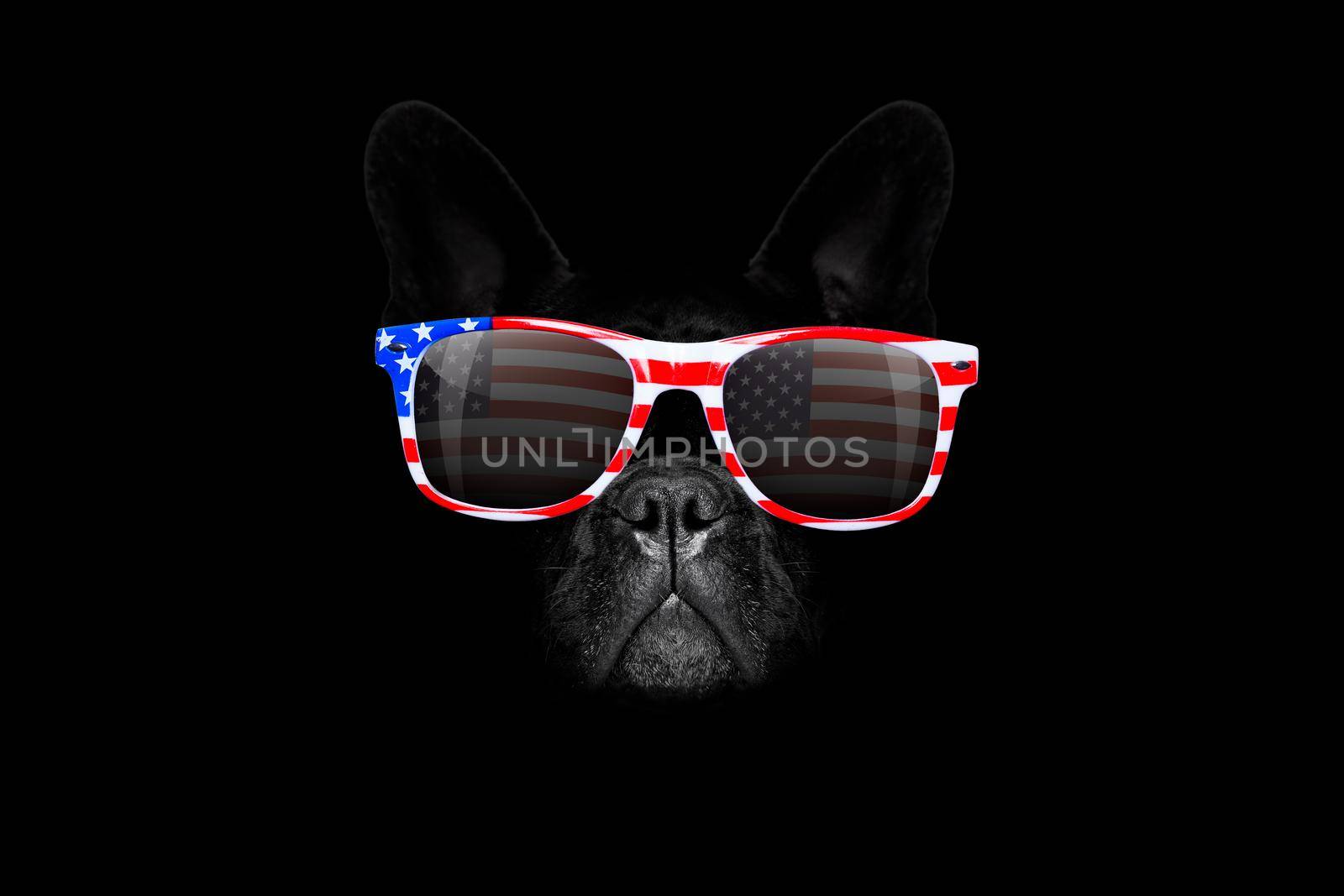 french bulldog  dog   4th of July  on independence day, isolated on black dark  background wearing sunglasses