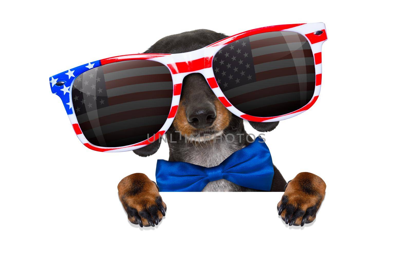 dachshund sausage dog wearing sunglasses of usa  on  independence day 4th of july, reflections on  glasses, isolated on white background