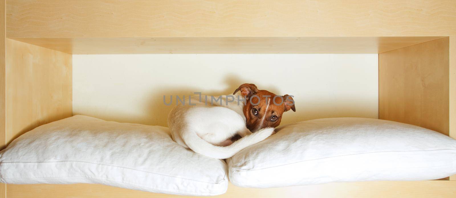 jack russell terrier dog resting  having  a siesta  on his bed  tired and sleepy