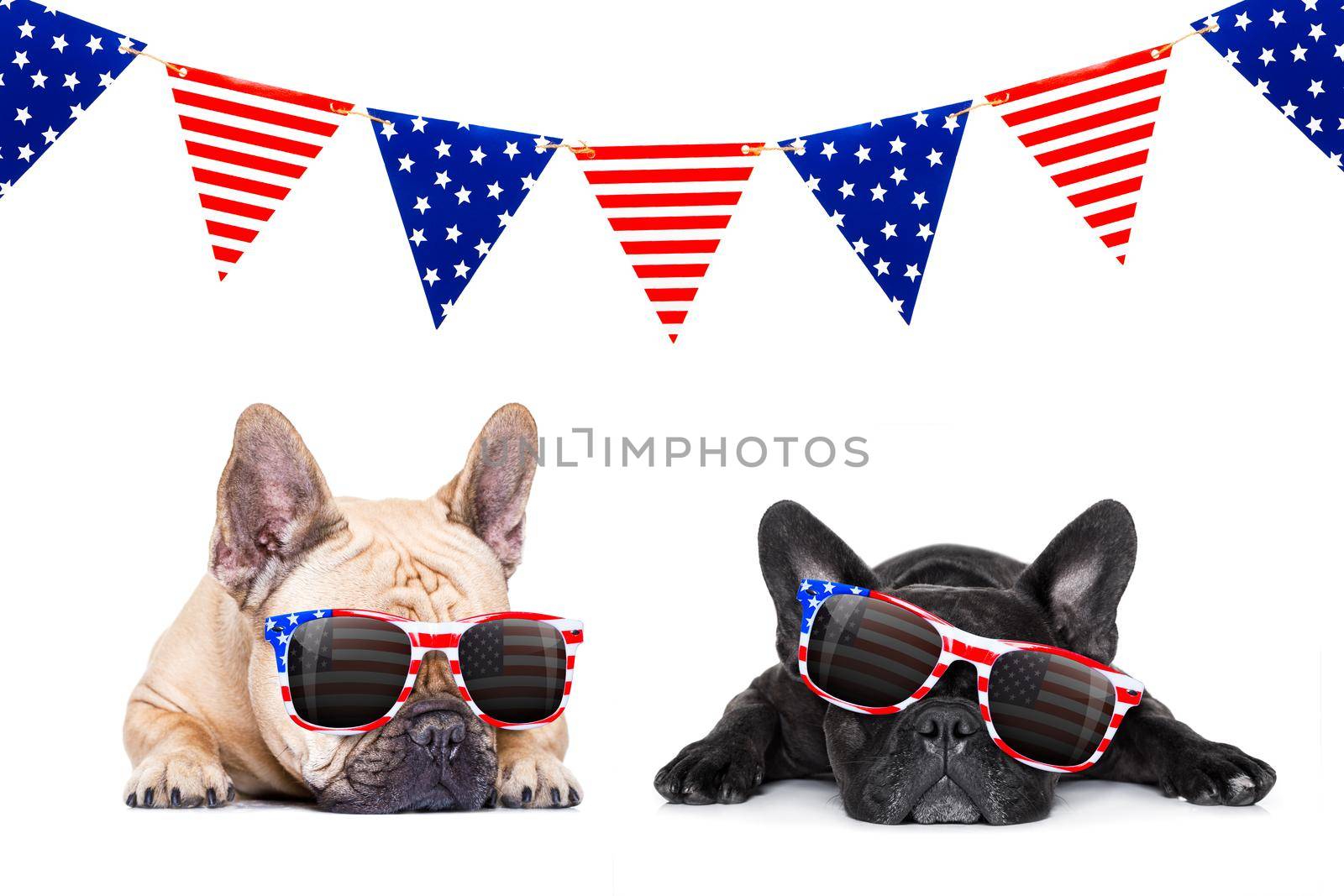 couple french bulldog dogs celebrating  independence day 4th of july with  sunglasses,  isolated on white background