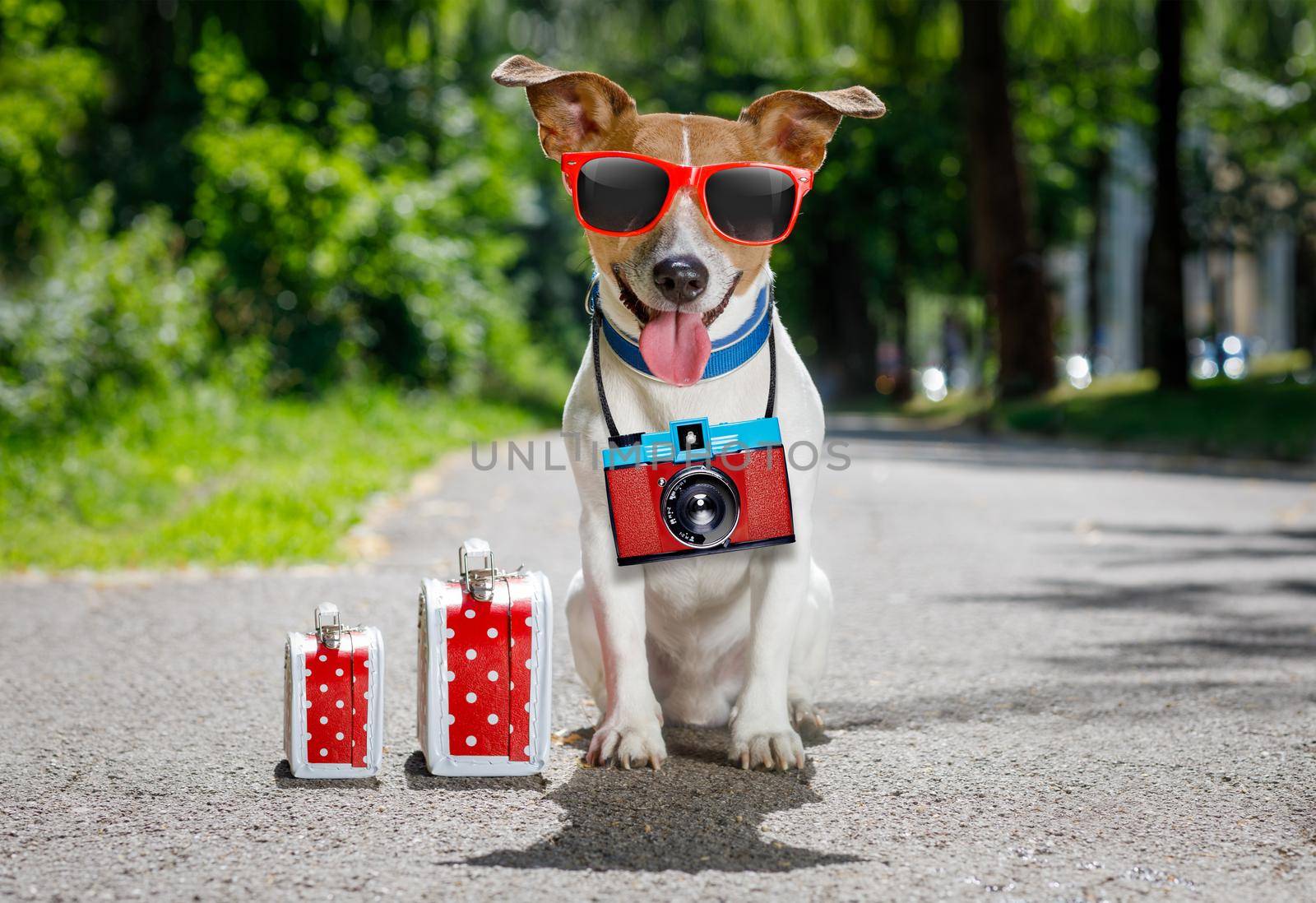 jack russell dog ready for summer holidays vacation with luggage or bags