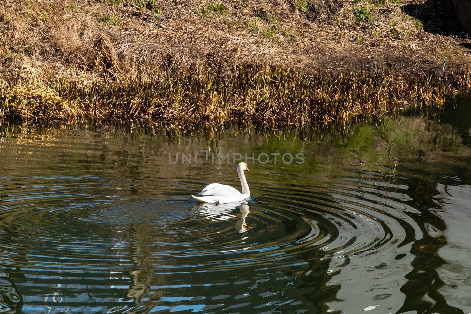 Big white swan swimming on river by Wierzchu