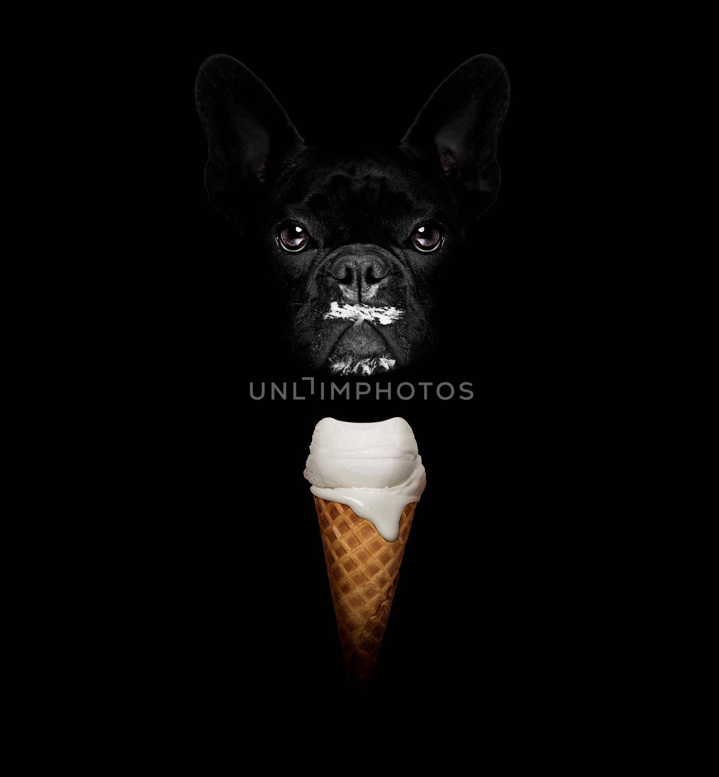 French bulldog in dark isolated background ,with a waffle cone of cold and fresh yummy delicious ice cream