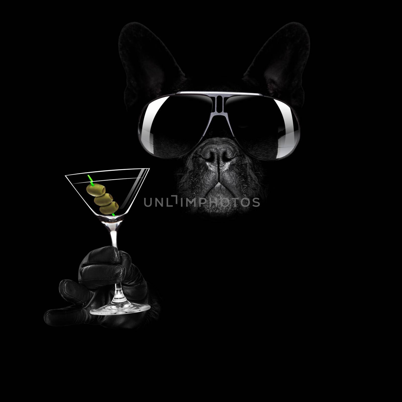french bulldog in dark black  isolated background ,with martini cocktail drink  celebrating and toasting, looking cool
