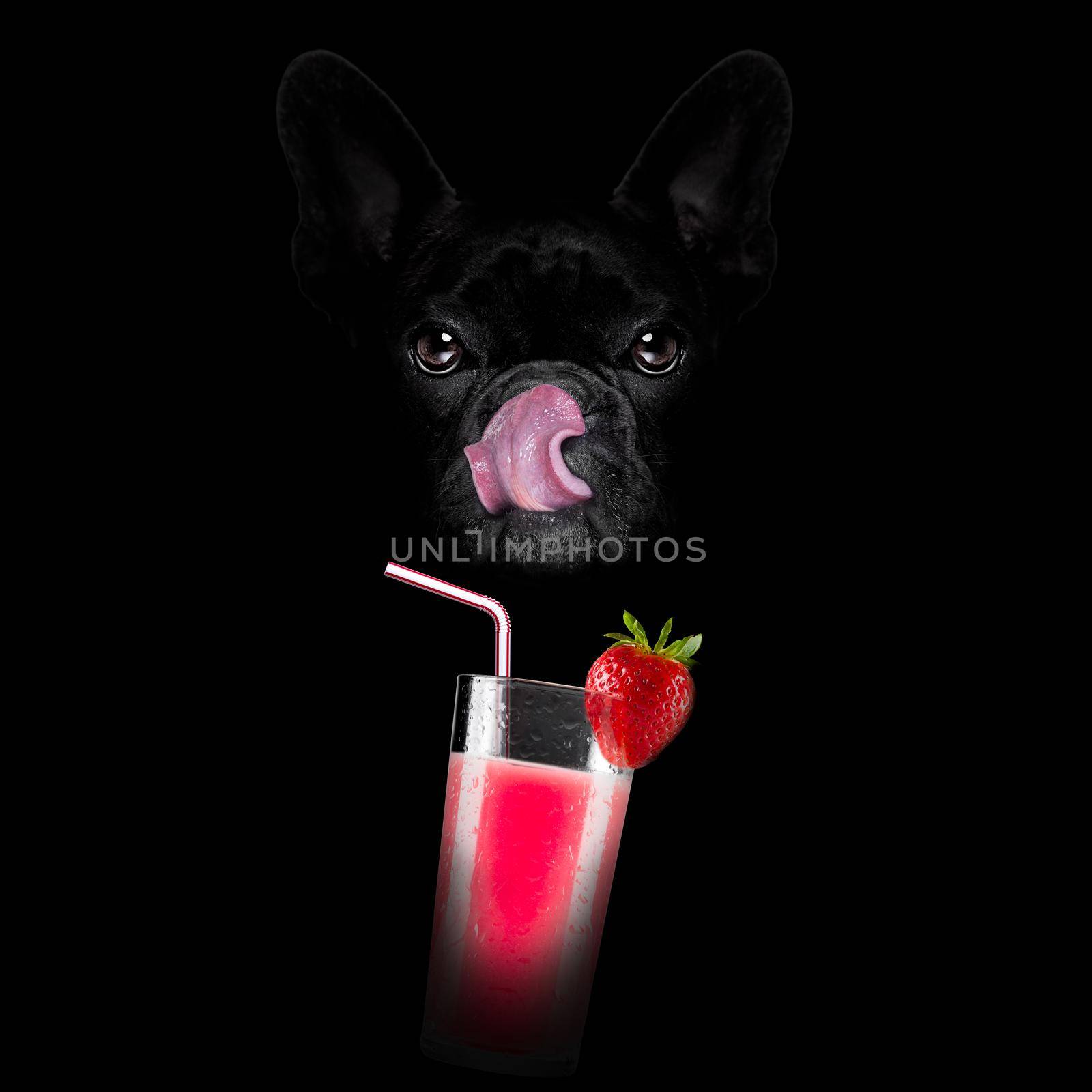 french bulldog in dark black  isolated background ,with milkshake smoothie cocktail drink  , licking with tongue