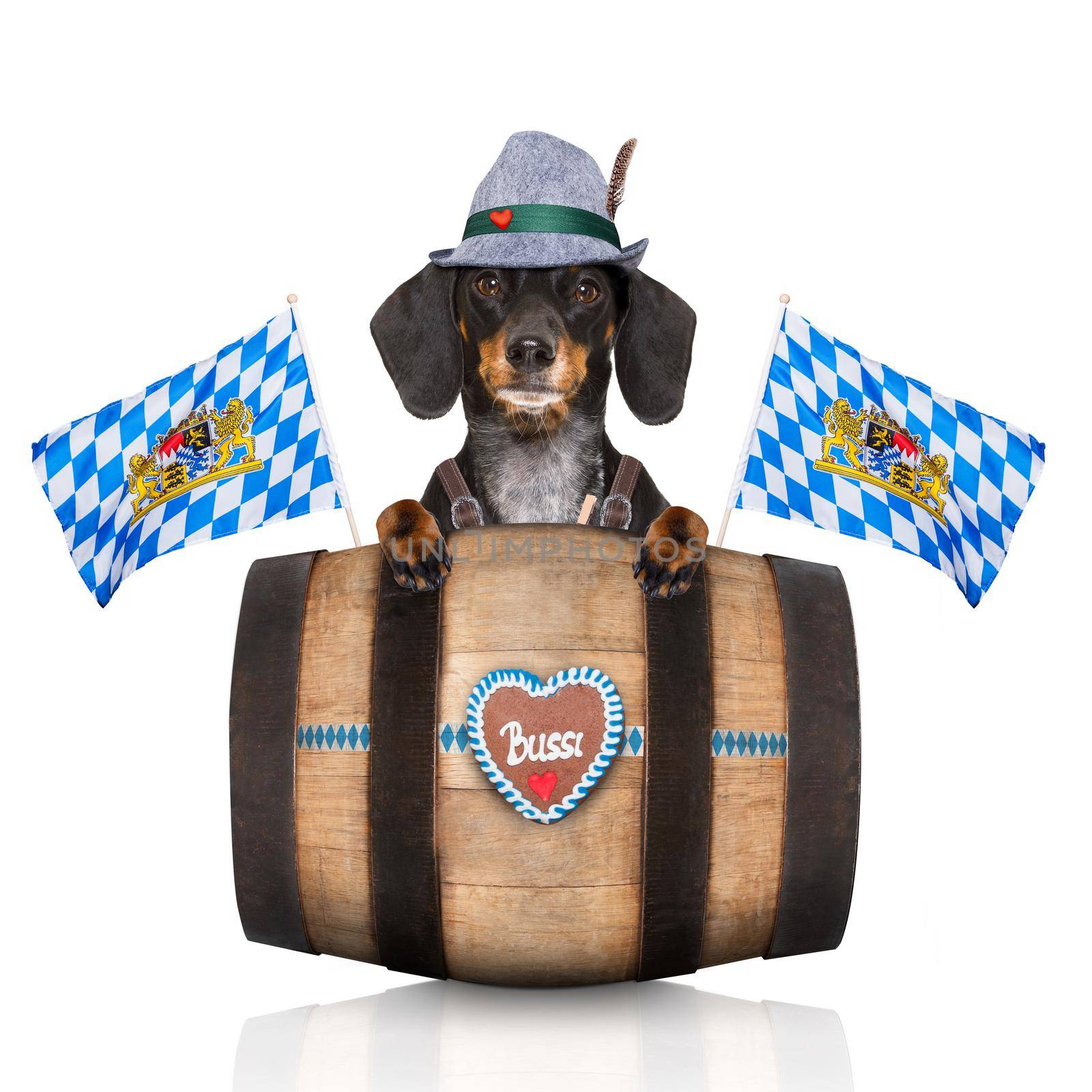bavarian dachshund or sausage  dog with  gingerbread and  barrel   isolated on white background , ready for the beer celebration festival in munich,