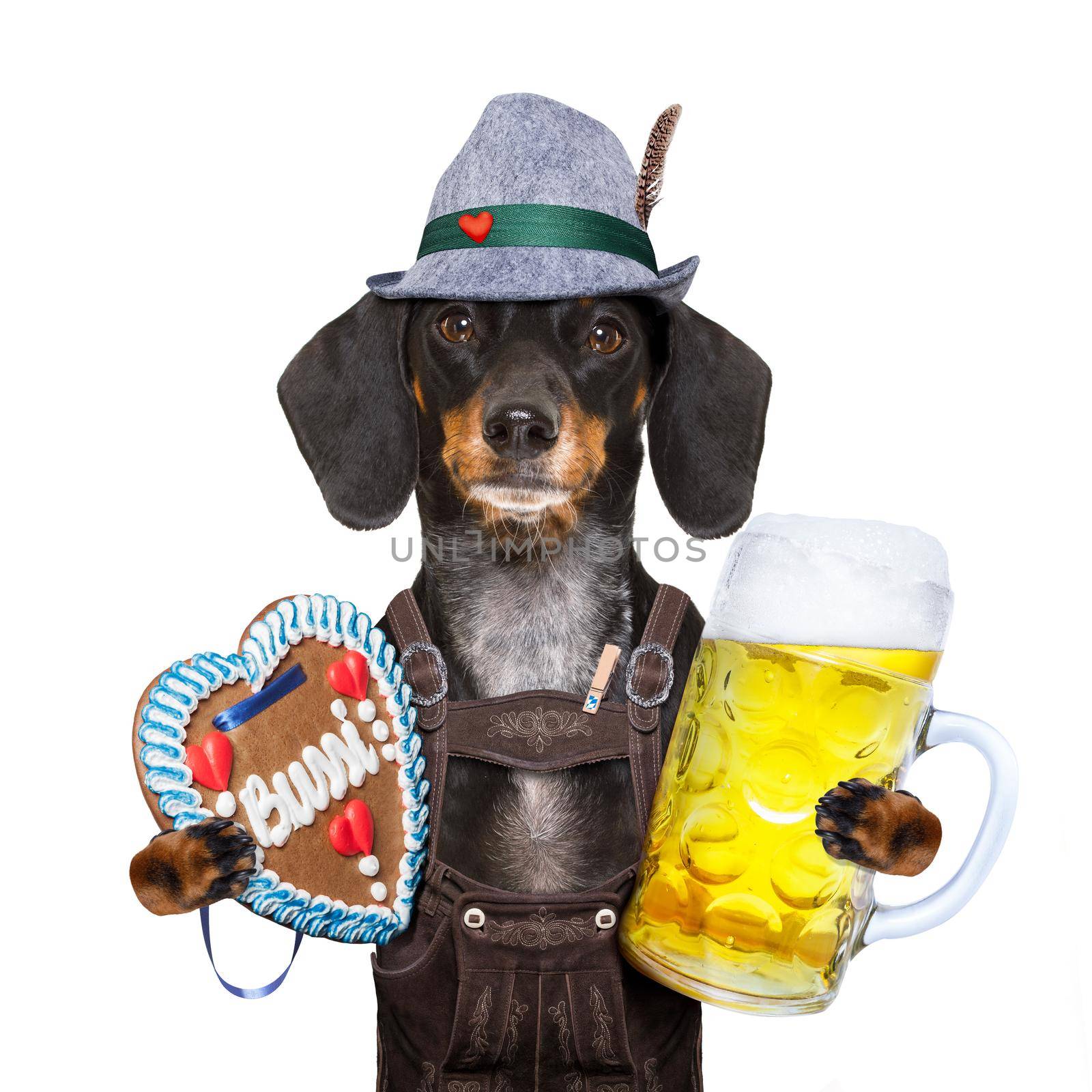 bavarian dachshund or sausage  dog with  gingerbread and  mug  isolated on white background , ready for the beer celebration festival in munich,