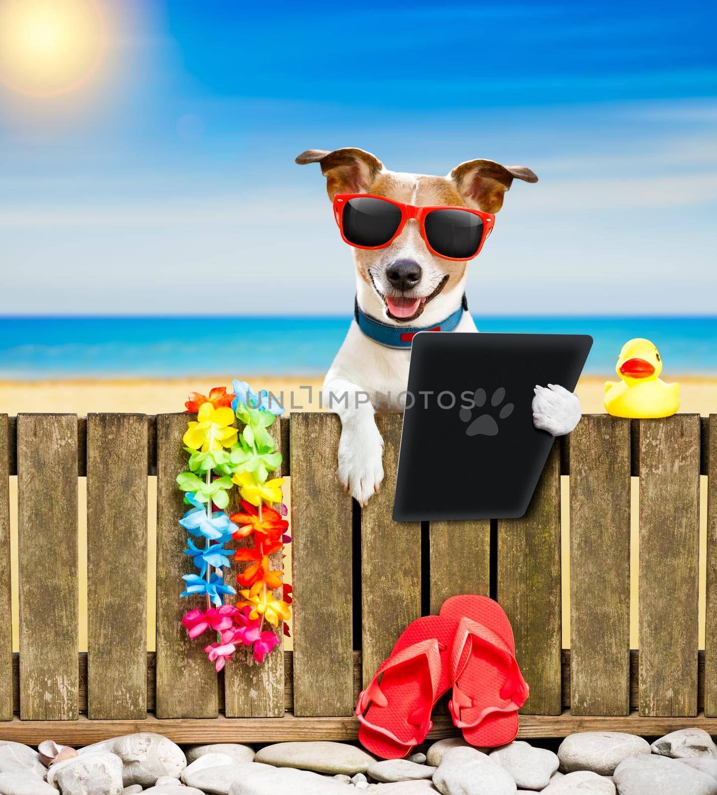 jack russel dog resting and relaxing on a wall or fence at the  beach  ocean shore, on summer vacation holidays, reading a tablet ebook  digital screen