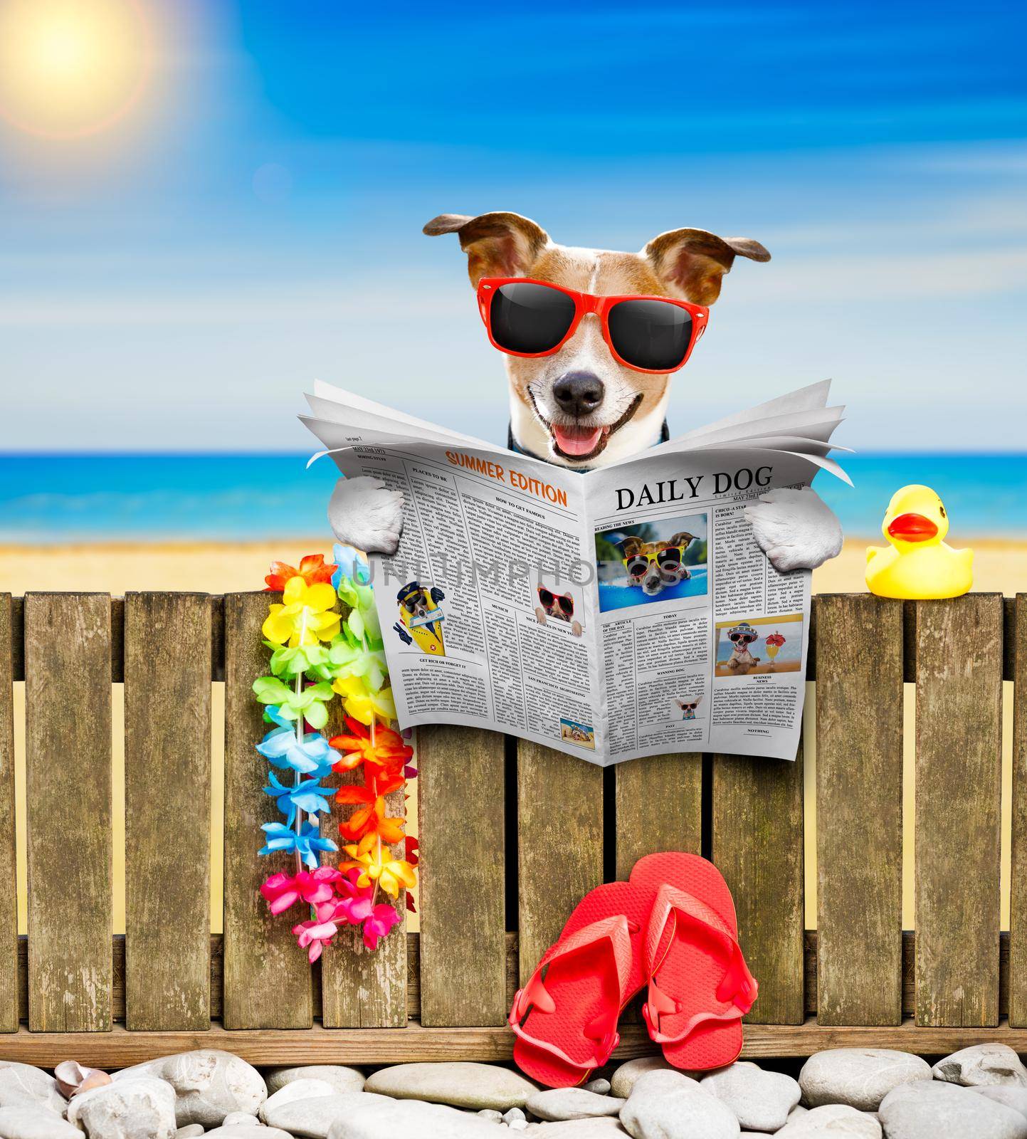 jack russel dog resting and relaxing on a wall or fence at the  beach  ocean shore, on summer vacation holidays, reading a magazine or newspaper