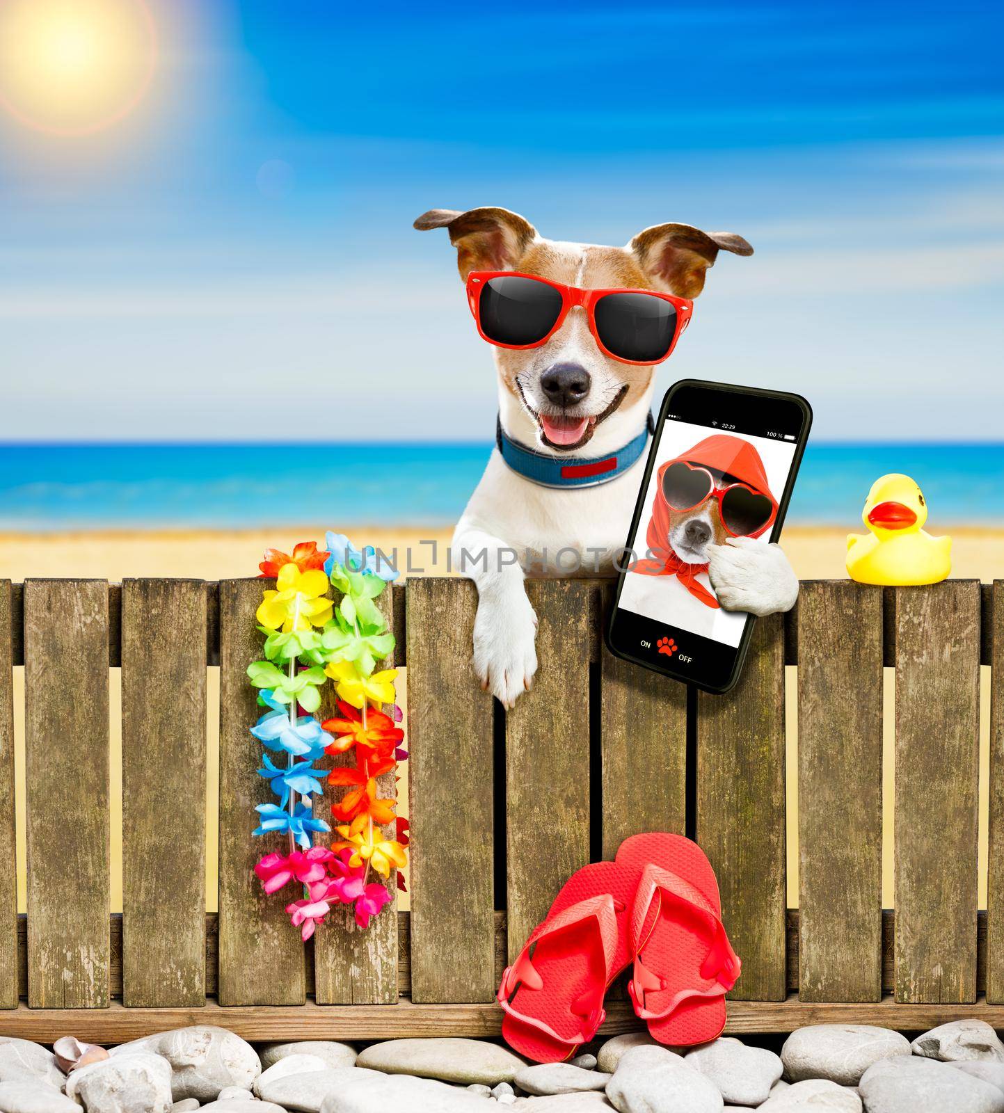 jack russel dog resting and relaxing on a wall or fence at the  beach  ocean shore, on summer vacation holidays, wearing sunglasses, taking  a selfie with smartphone or mobile phone