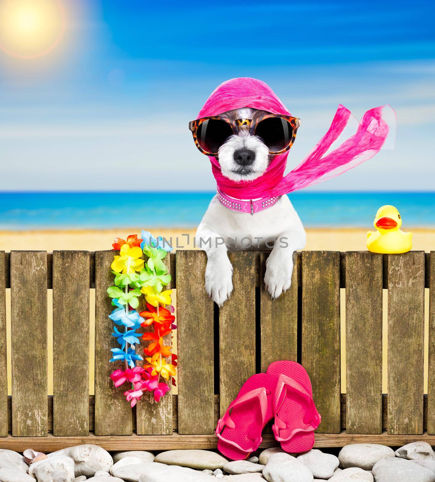 terrier dog resting and relaxing on a wall or fence at the  beach  ocean shore, on summer vacation holidays, wearing sunglasses