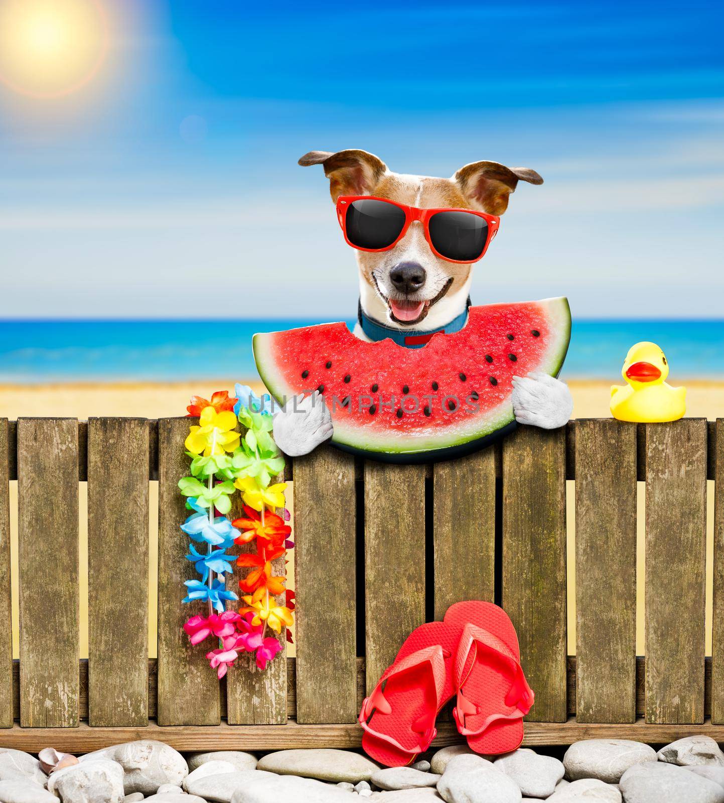 jack russel dog resting and relaxing on a wall or fence at the  beach  ocean shore, on summer vacation holidays, wearing sunglasses eating a watermelon fruit