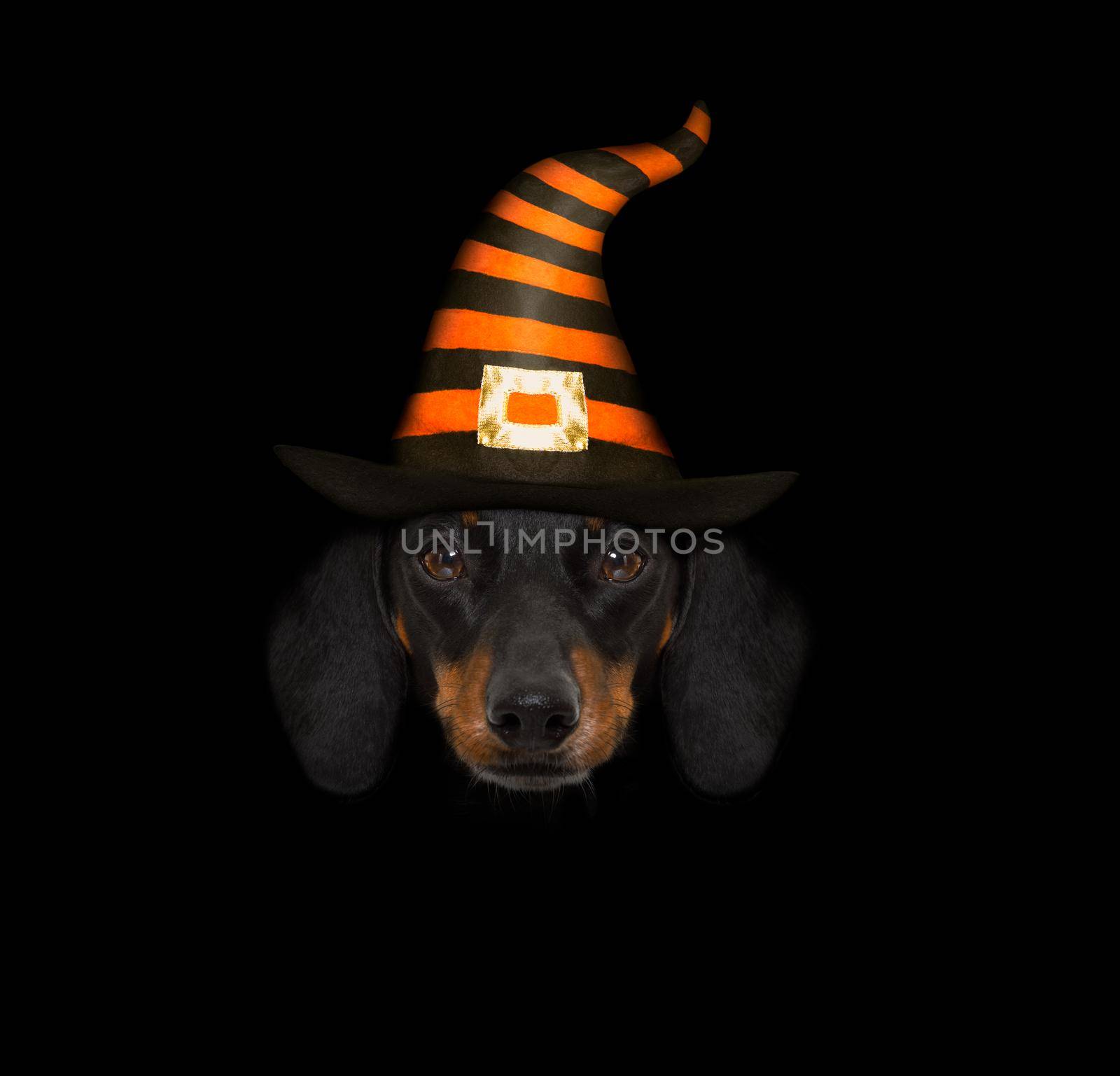 halloween  ghost  dog trick or treat by Brosch