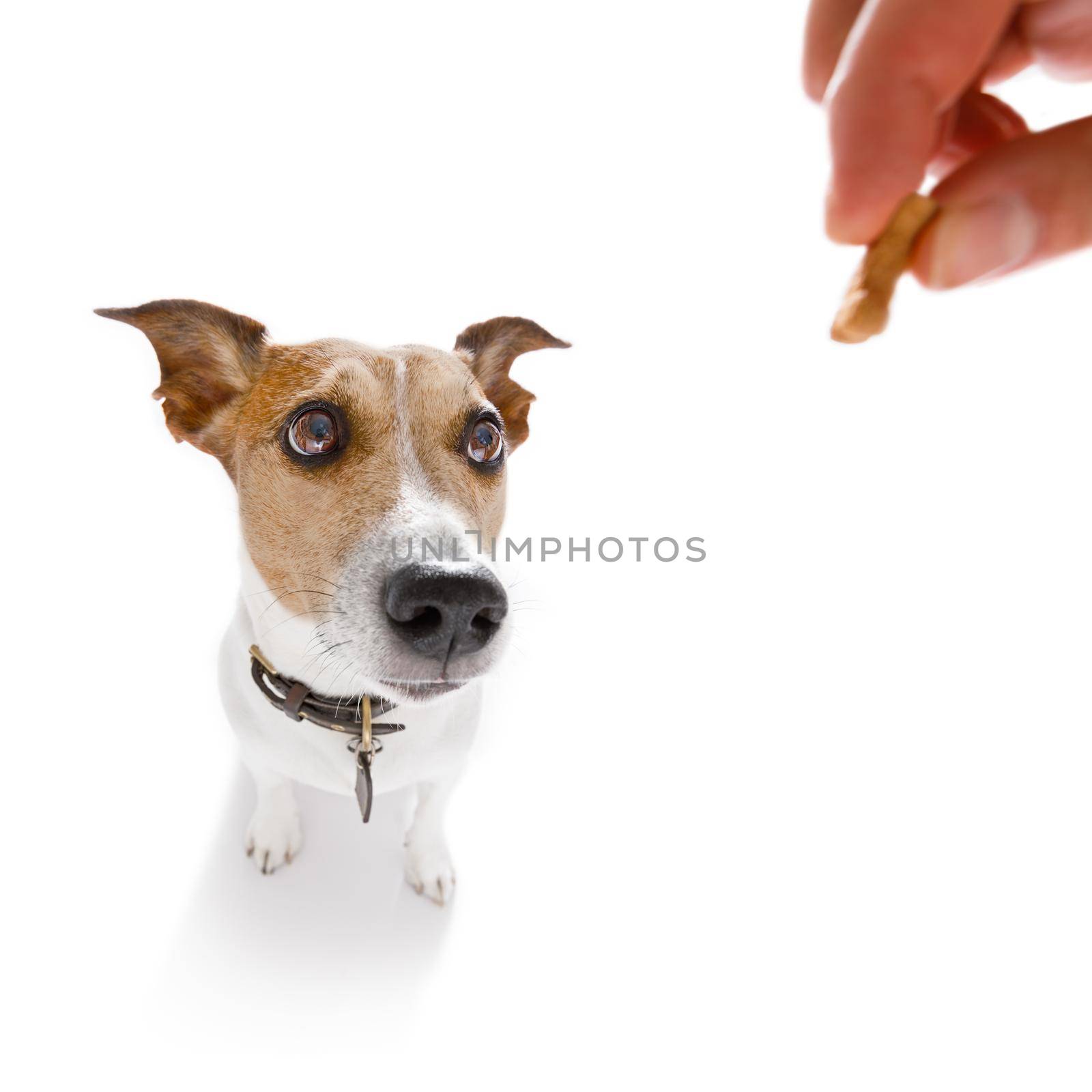 curious  dog looking up to owner  for a cookie treat , waiting or sitting patient to play or go for a walk , isolated on white background