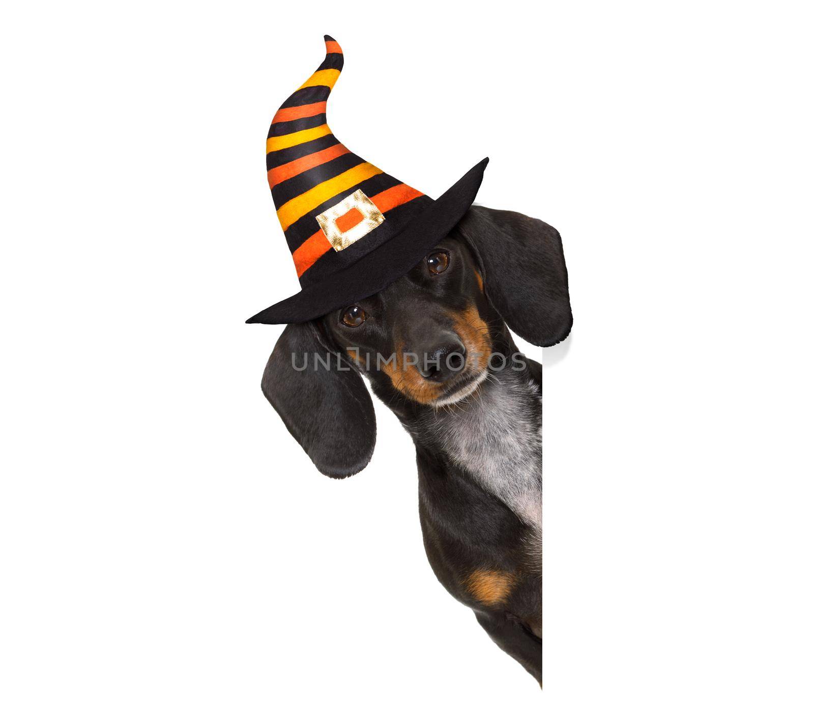 halloween devil sausage dachshund dog  scared and frightened, isolated on white background, wearing a witch hat, behind white blank banner or placard poster
