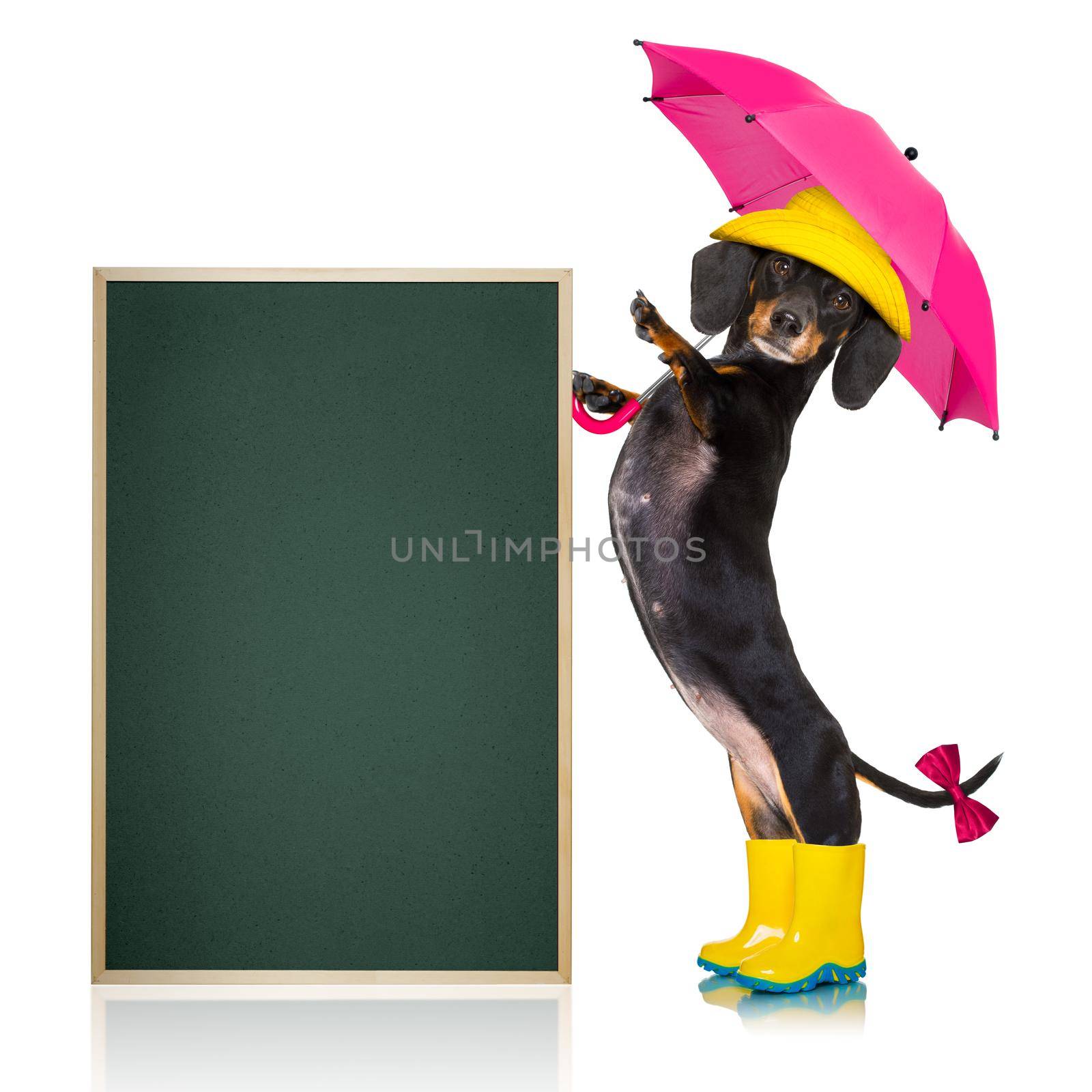 sausage dachshund dog , ready and  prepared for rain or bad weather with rubber boots , hat and umbrella , isolated on white background, blackboard or banner placard to the side