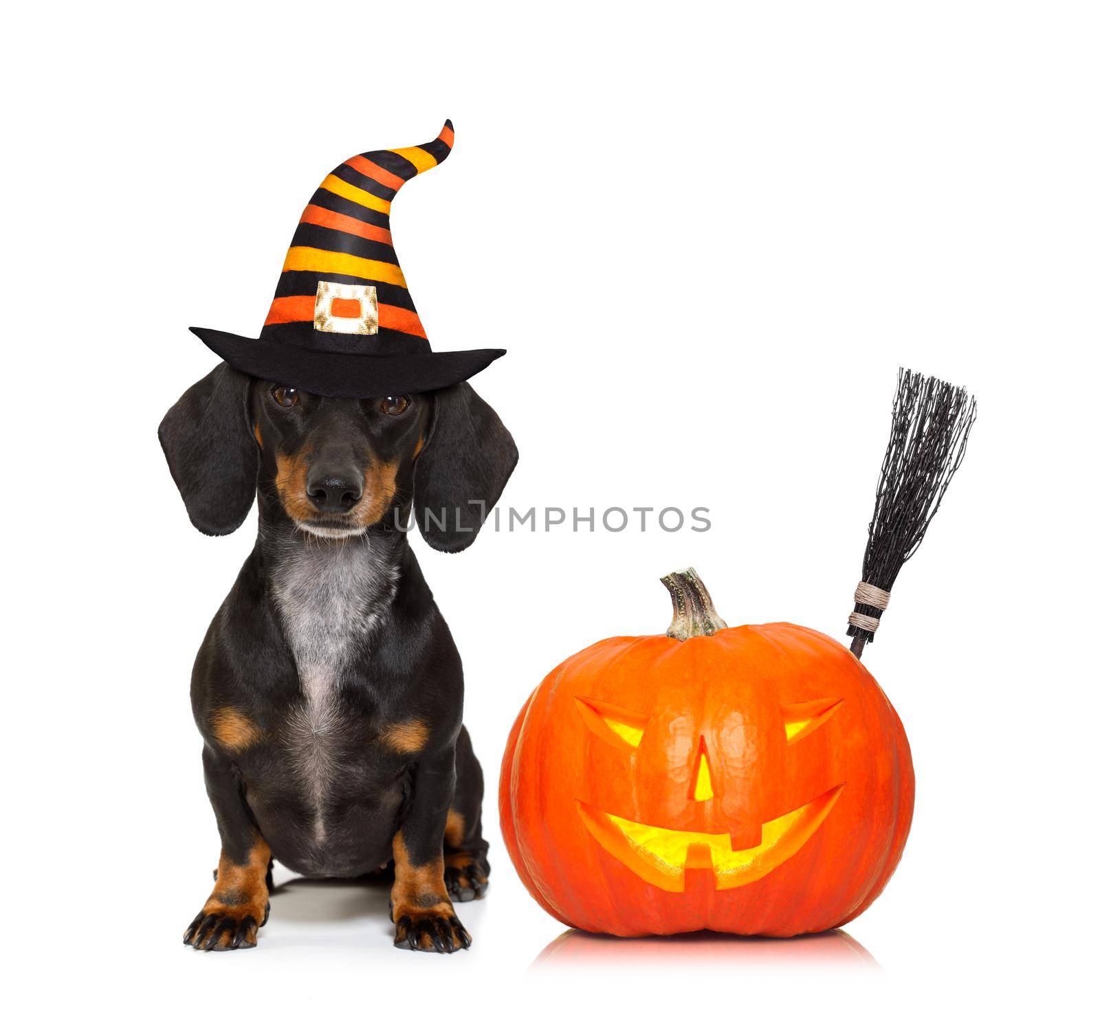 halloween devil sausage dachshund dog  scared and frightened, isolated on white background, pumpkin to the side, wearing a witch hat