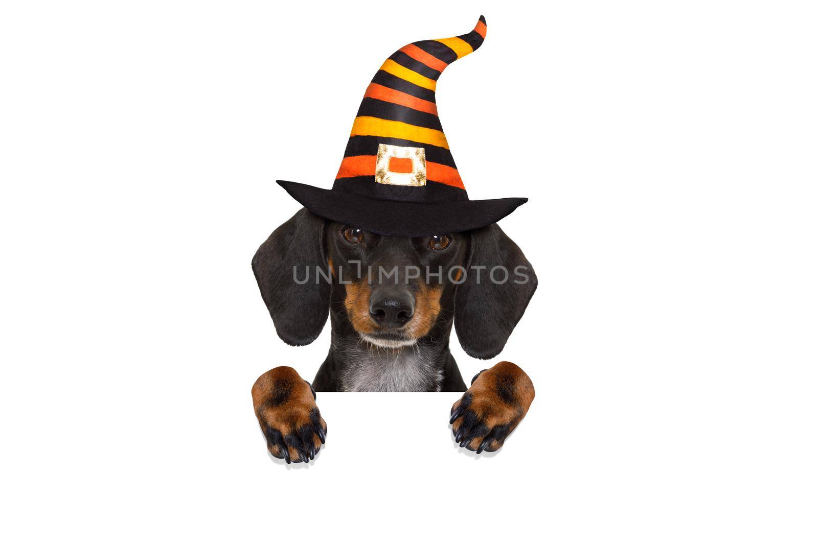 halloween  ghost  dog trick or treat by Brosch