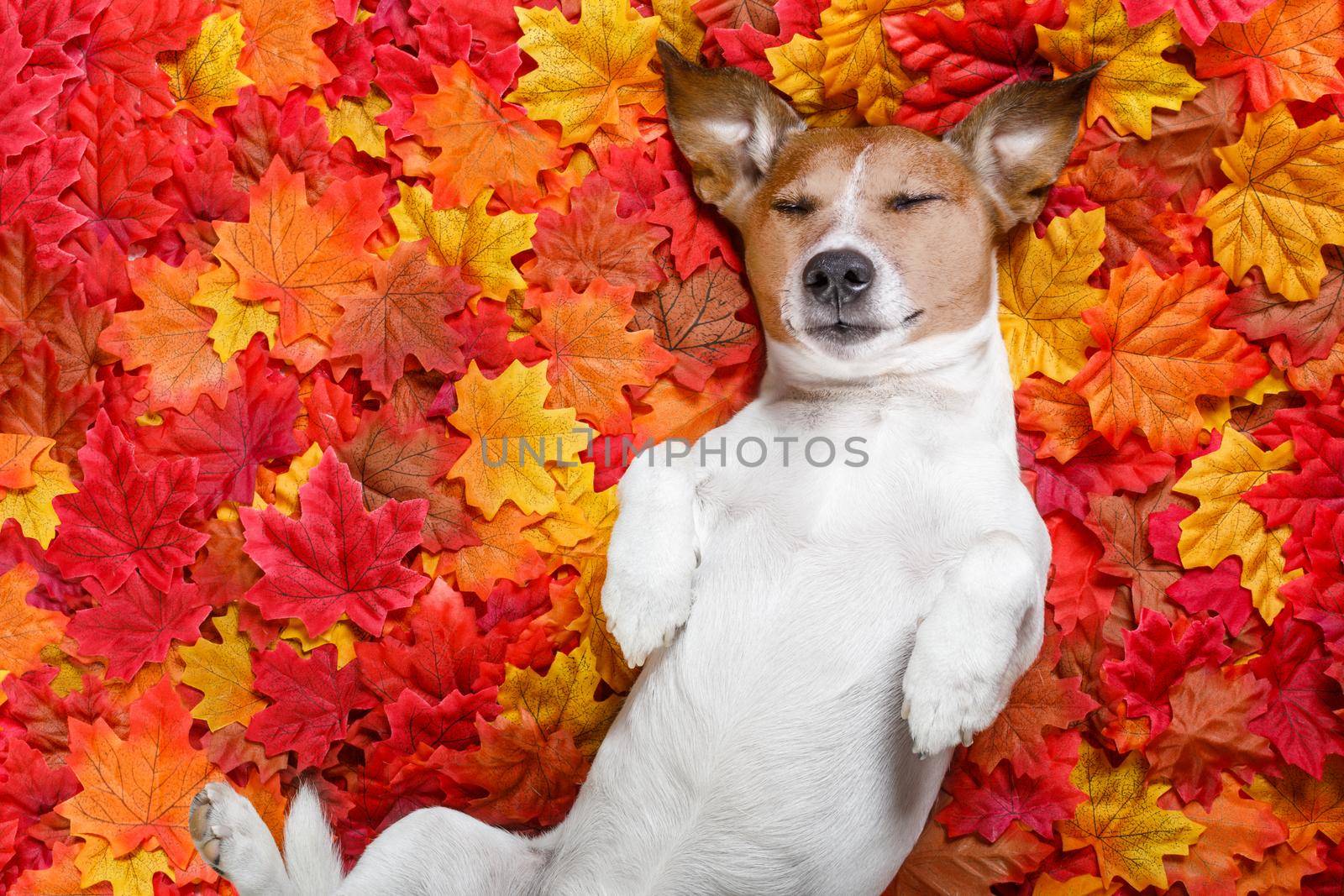 jack russell dog , lying on the ground full of fall autumn leaves, sleeping a siesta and lying on the back torso