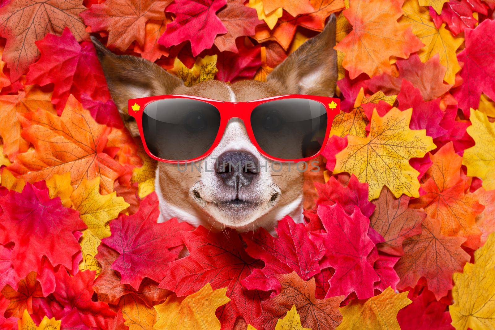 autmn fall leaves dog  by Brosch