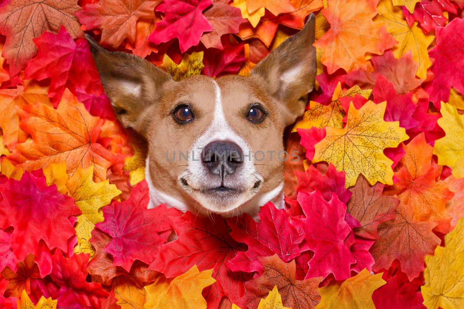 jack russell dog , lying on the ground full of fall autumn leaves, looking at you  and lying on the back torso
