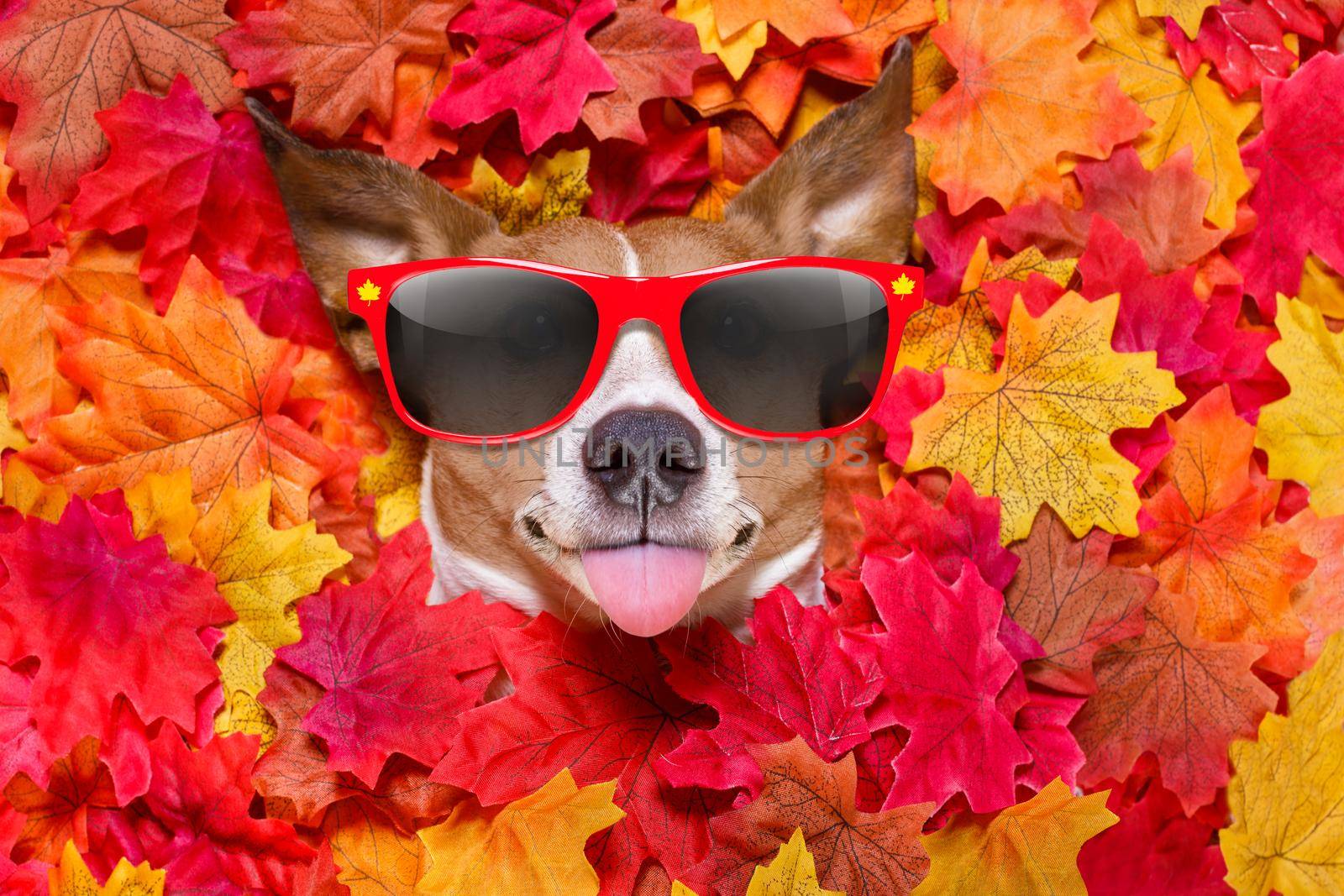 jack russell dog , lying on the ground full of fall autumn leaves, looking at you  and lying on the back torso, wearing funny sunglasses, sticking out the tongue