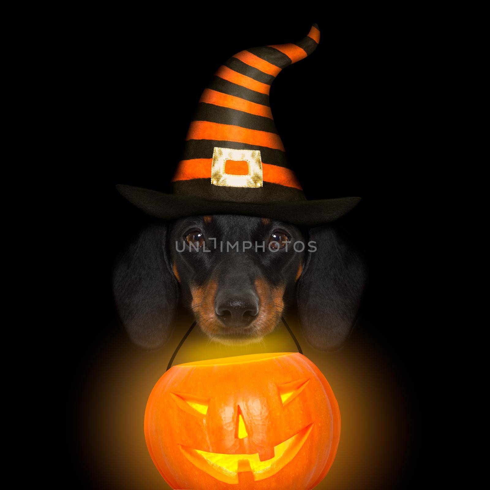 halloween devil sausage dachshund  scared and frightened, isolated on black background, holding a pumpkin lantern