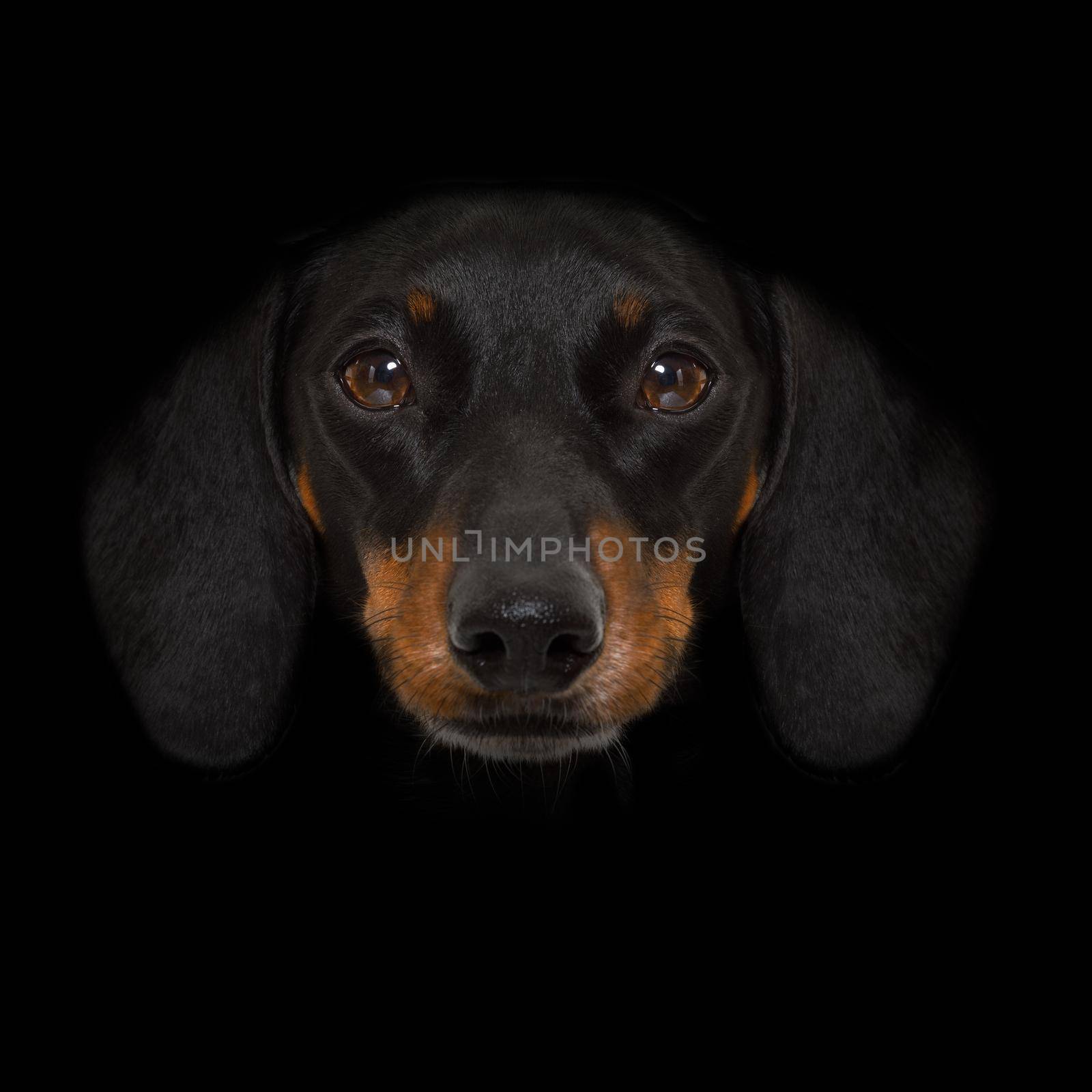 dachshund sausage dog isolated on black dark dramatic background looking at you frontal, isolated