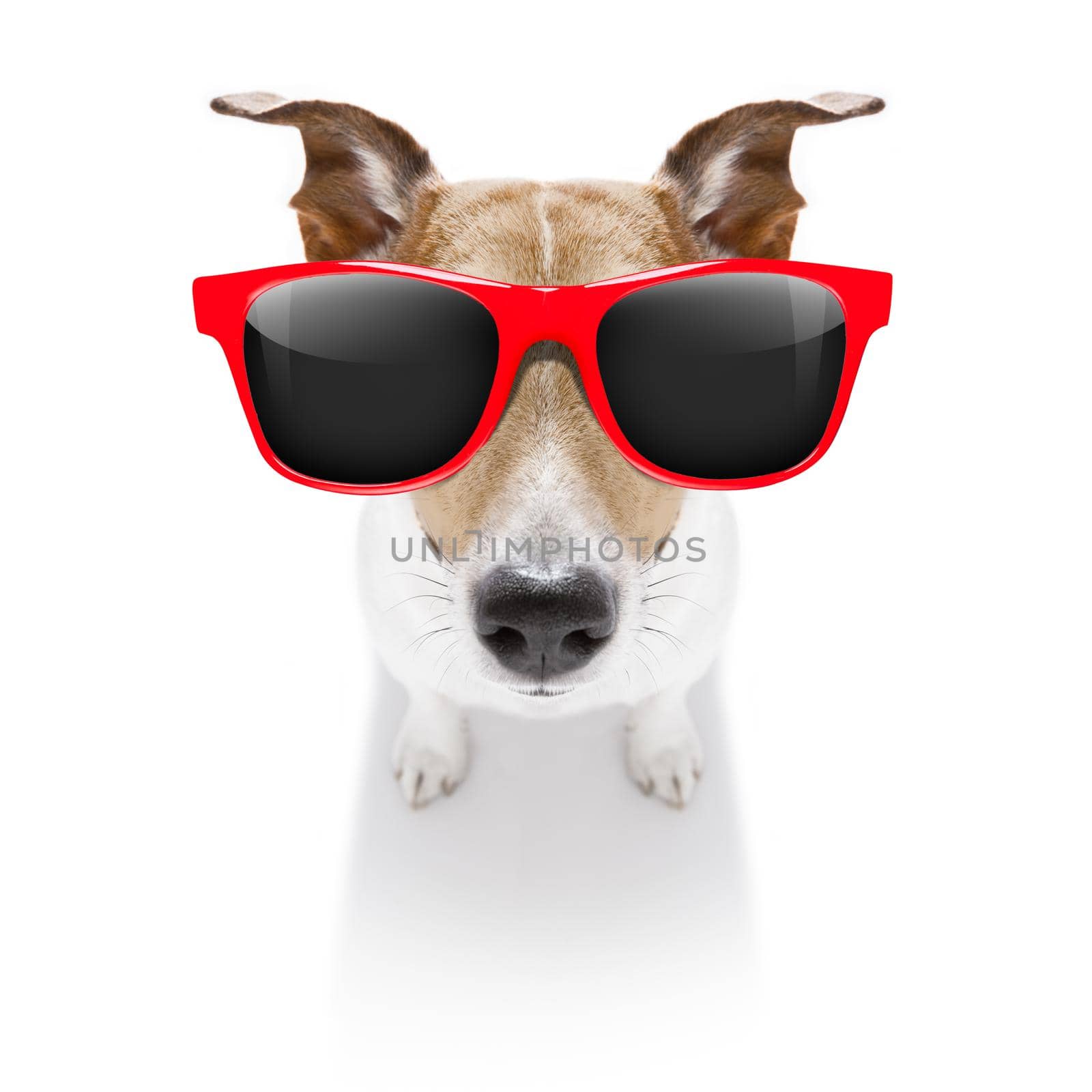 curious jack russell dog looking up to owner waiting or sitting patient to play or go for a walk,  isolated on white background, wearing sunglasses