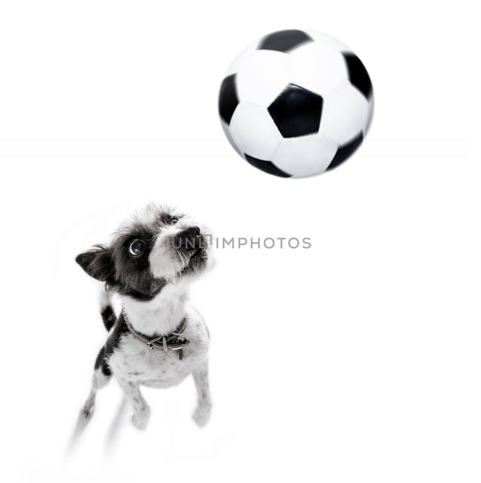 soccer poodle dog playing with leather ball  , isolated on white background, wide angle fisheye view