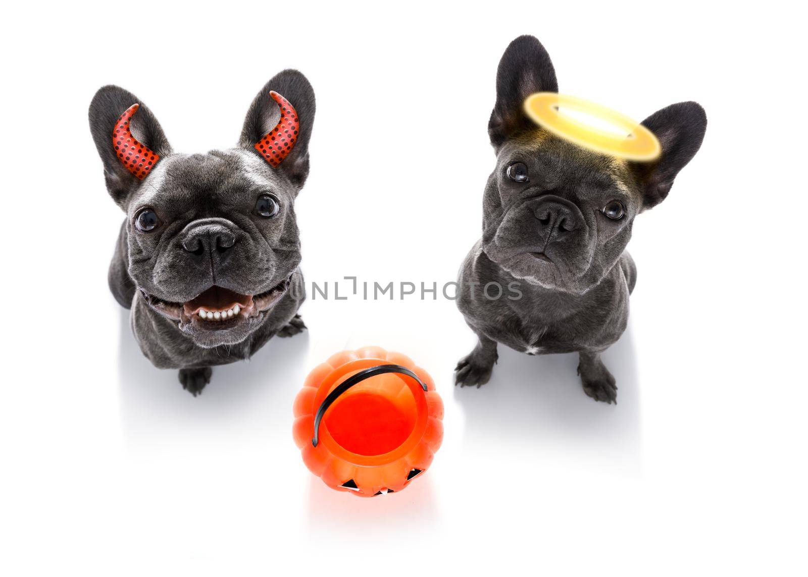 french bulldog dogs ghost for halloween ,  scary and spooky looking up to owner , for trick or treat with pumpkin lantern