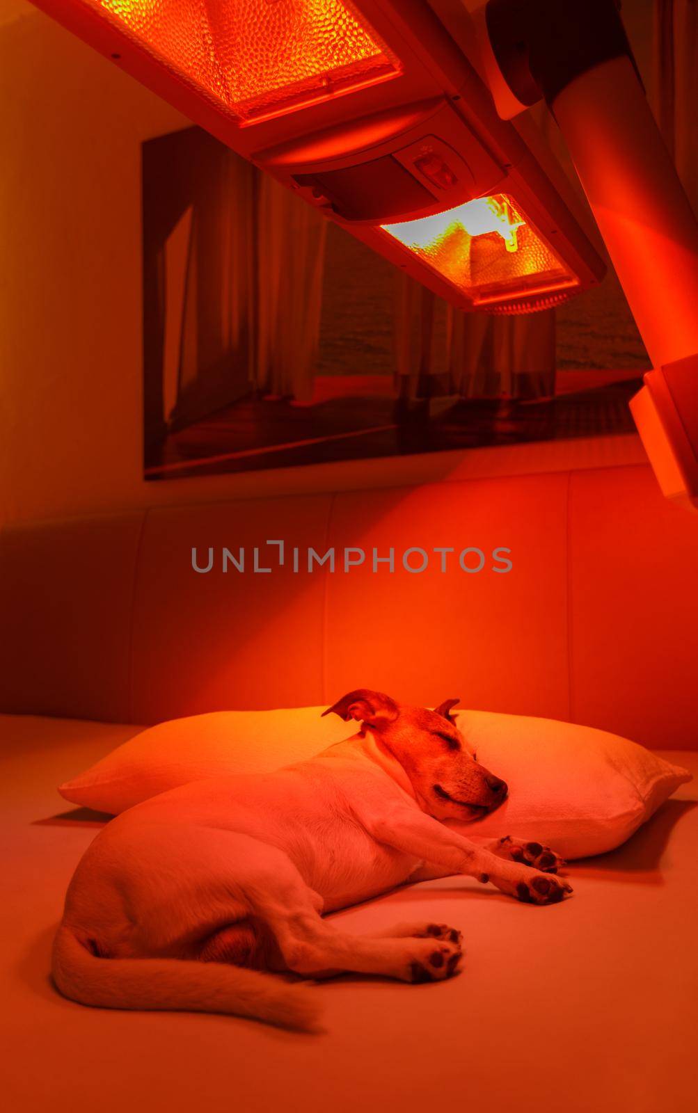 red light therapy dog by Brosch