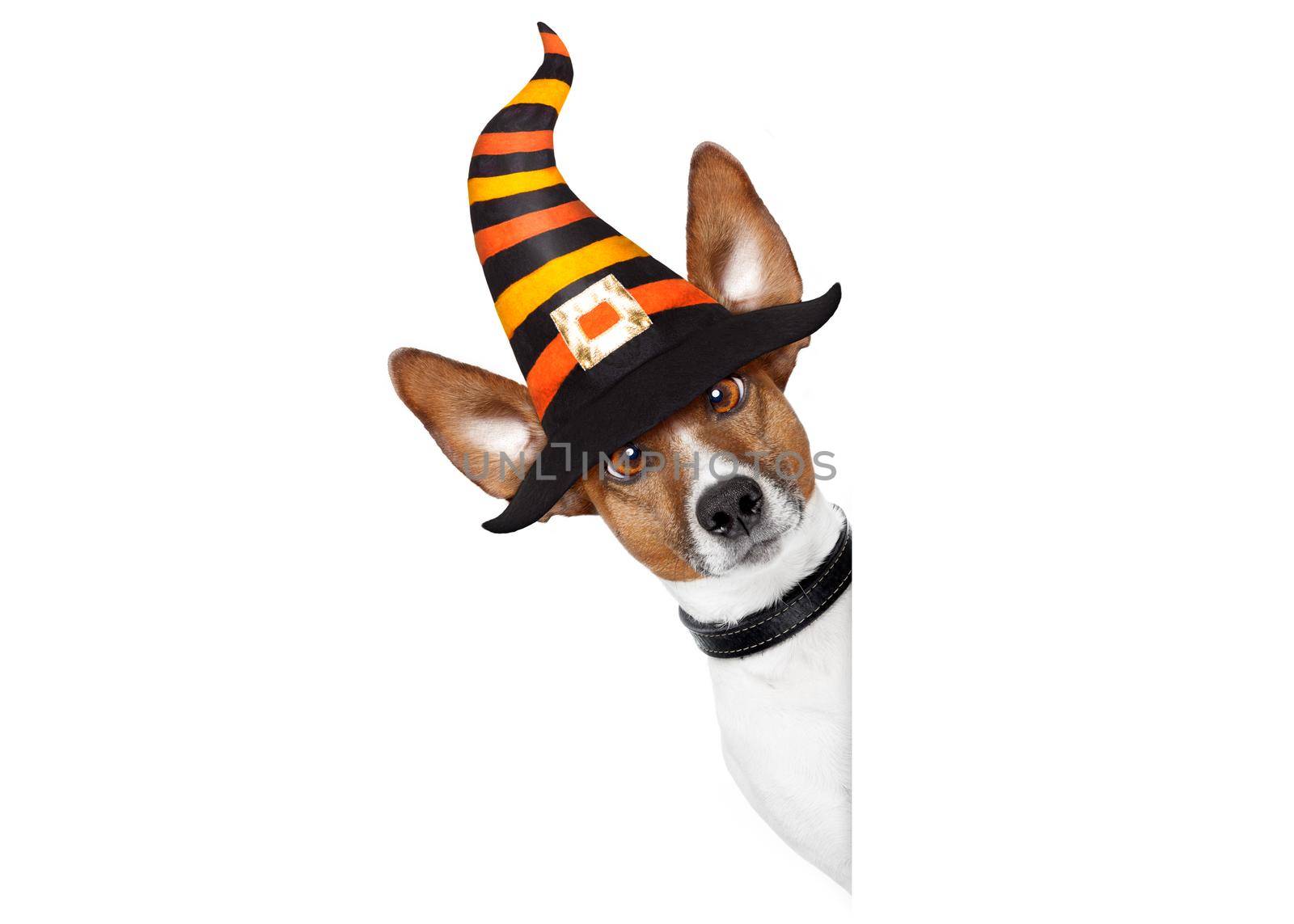 halloween devil jack russell dog  scared and frightened, behind  a blank empty banner or placard , isolated on white background, wearing a witch hat