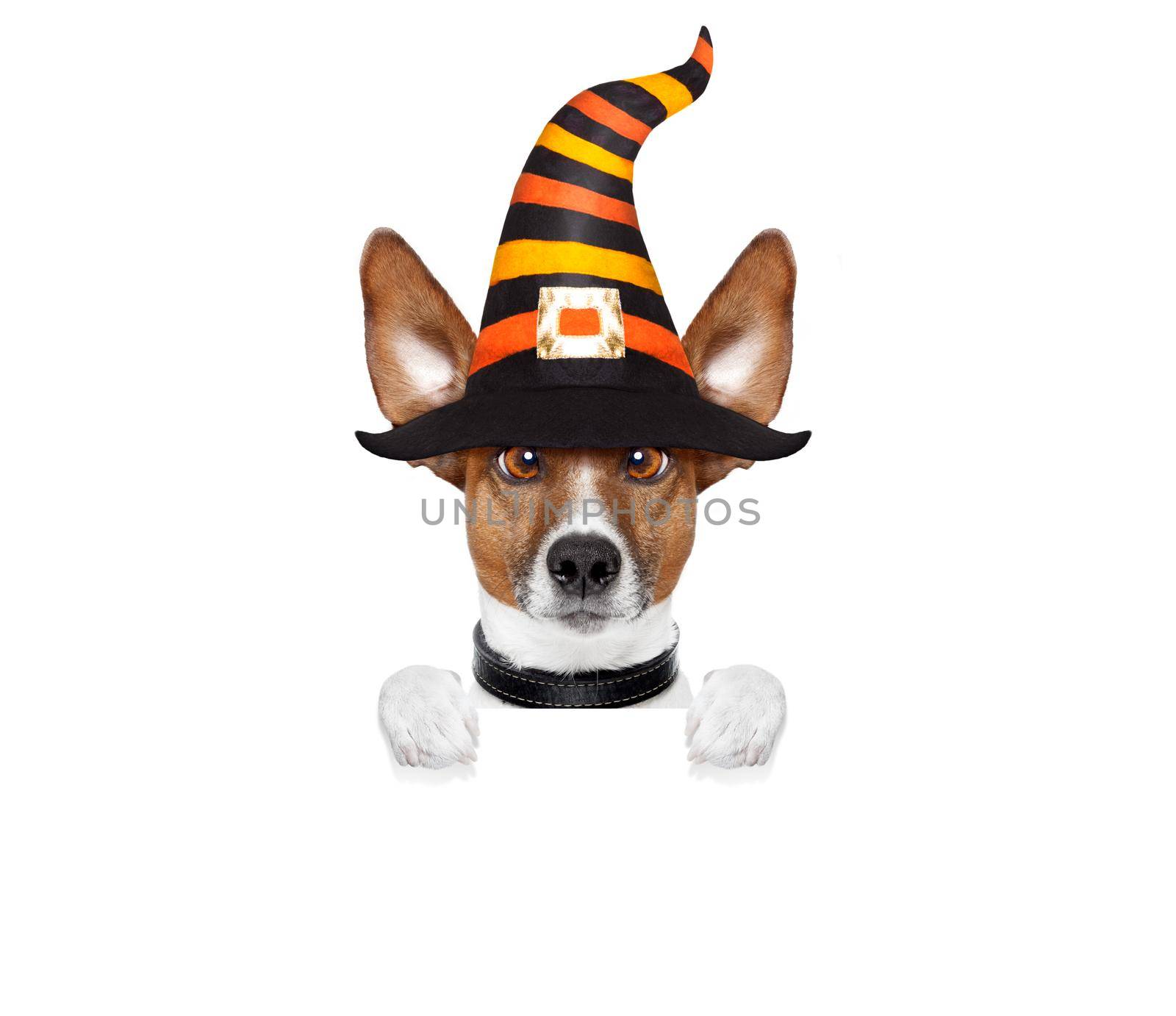 halloween pumpkin witch dog by Brosch