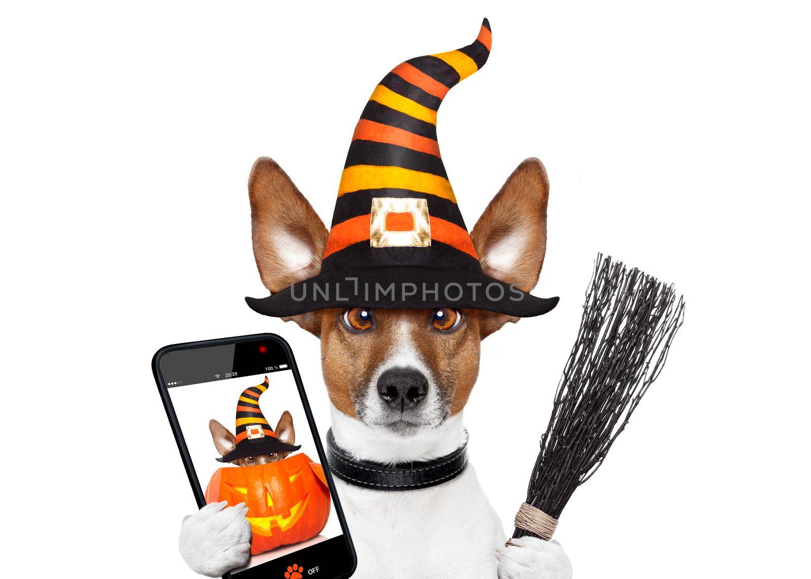 halloween devil jack russell dog  scared and frightened, isolated on white background, wearing a witch hat taking a selfie with smartphone