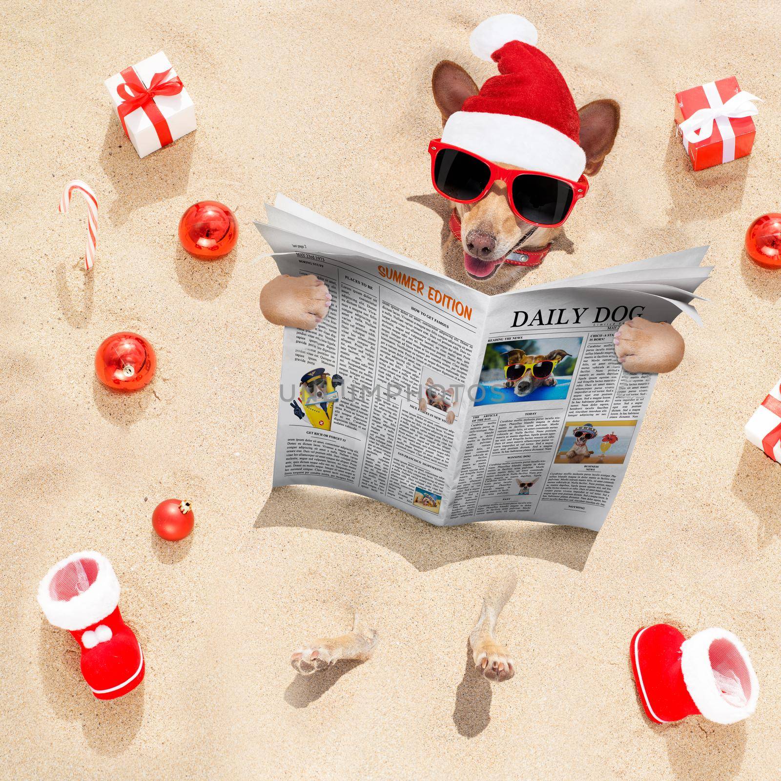 chihuahua dog  buried in the sand at the beach on  vacation christmas holidays ,  in hot summer wearing red sunglasses, reading a newspaper or magazine