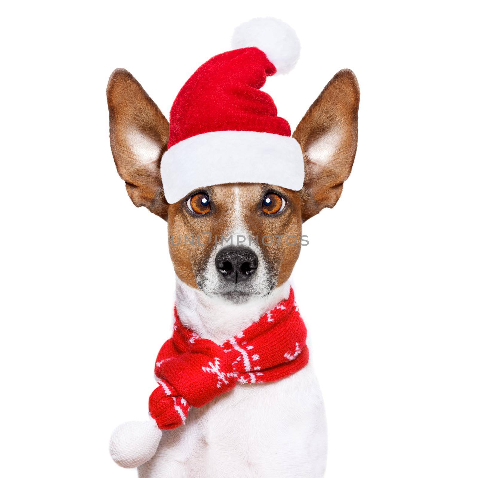 christmas  santa claus  jack russell dog isolated on white background with  red  holiday hat , funny crazy  silly eyes