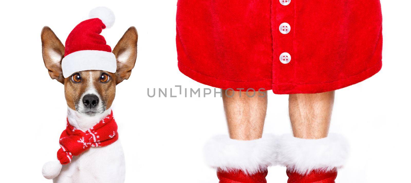 christmas  santa claus  jack russell dog isolated on white background with  red  boots for the holidays, funny crazy  silly eyes