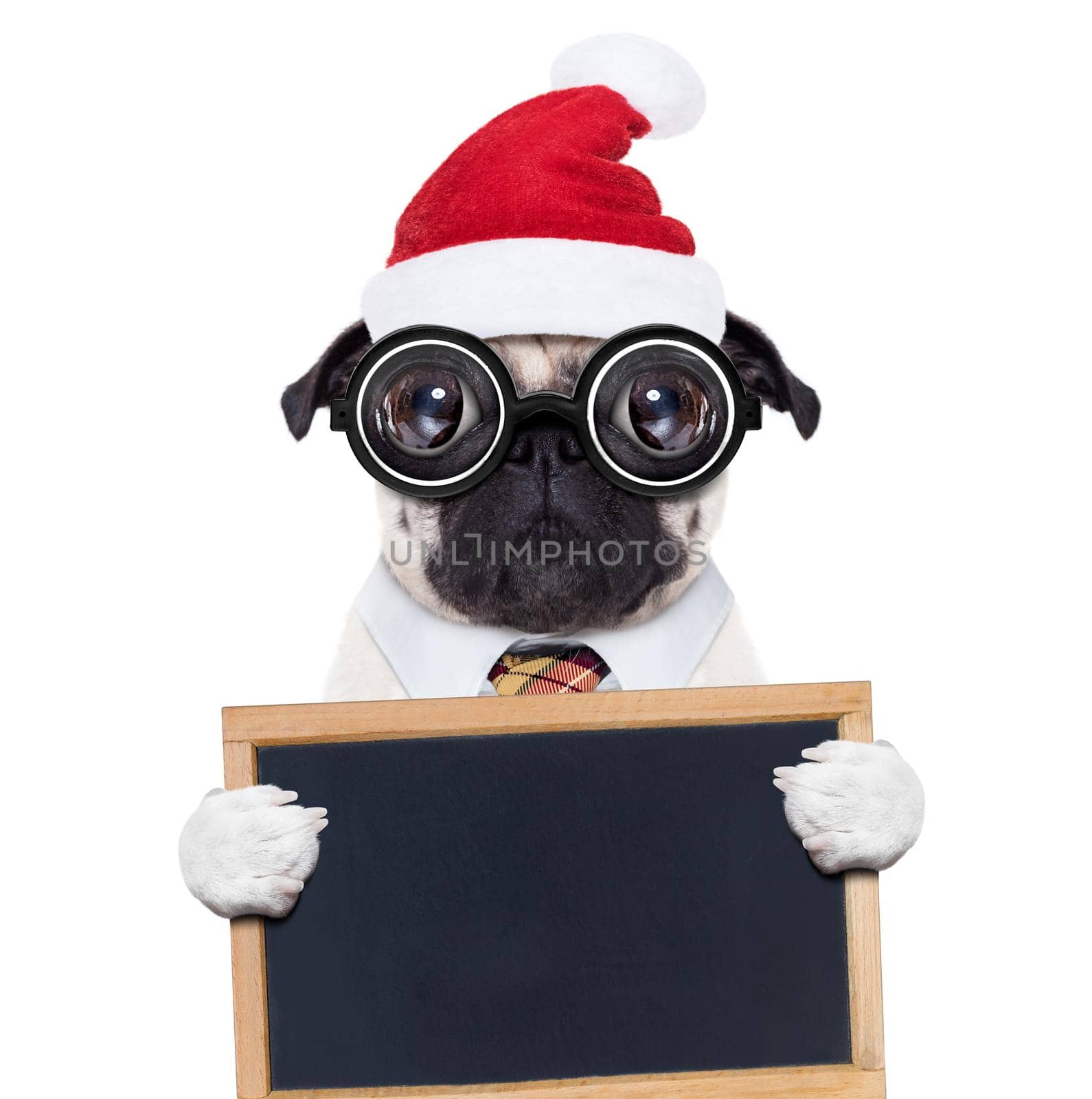 dumb crazy pug dog with nerd glasses as an office business worker, isolated on white background, on christmas holidays vacation with santa claus hat , holding a banner or placard