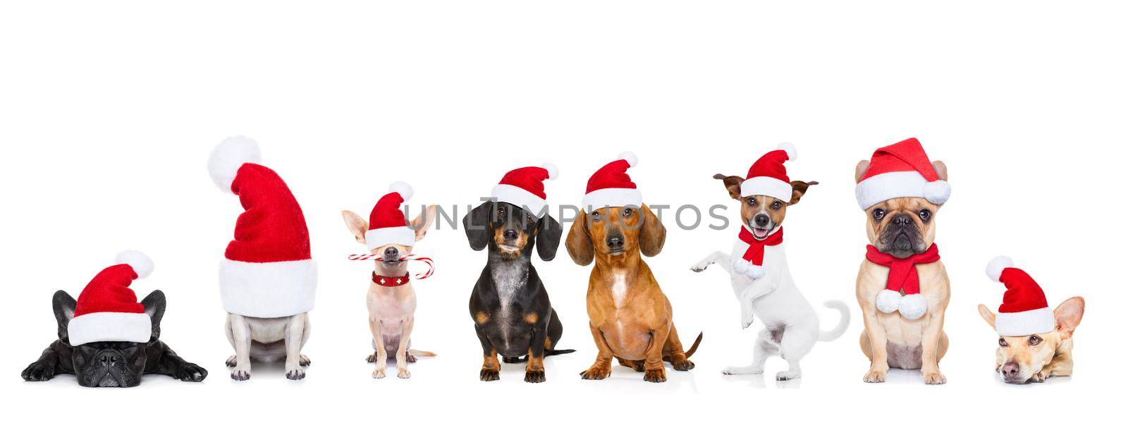 christmas  santa claus row of dogs isolated on white background,  with   funny  red holidays hat